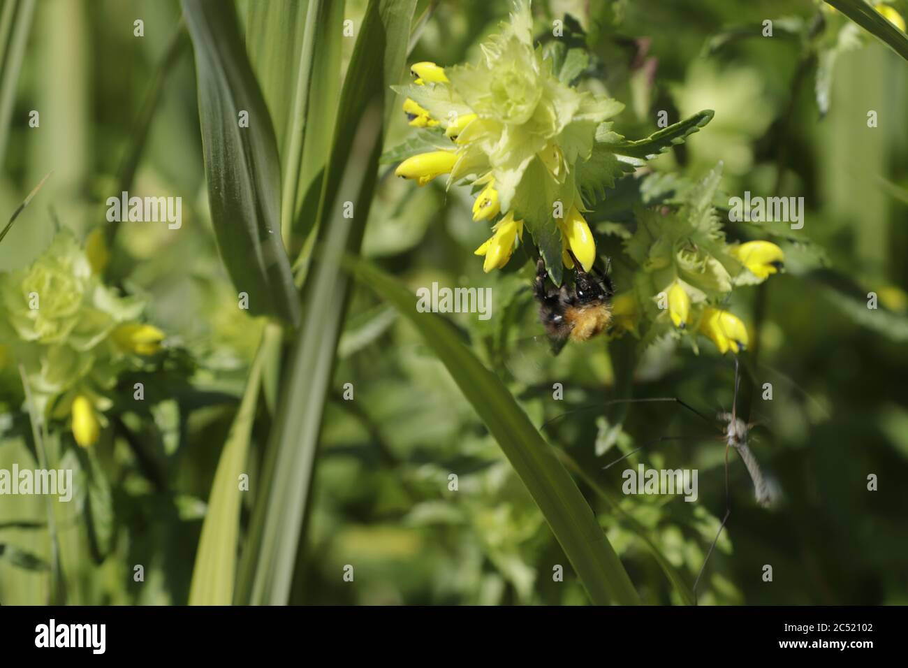 a honey bee searching for nectar on a yellow rattle flower Stock Photo