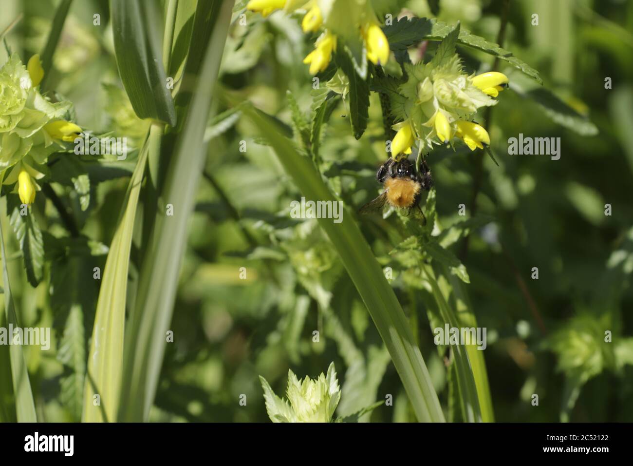 a honey bee searching for nectar on a yellow rattle flower Stock Photo