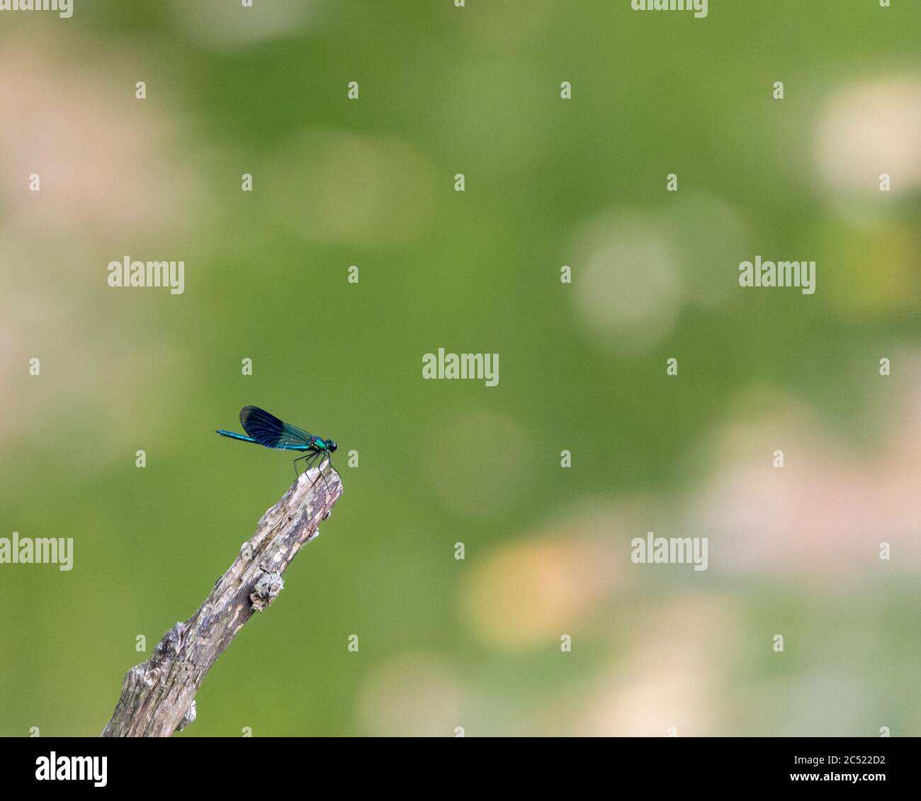 Closeup shot of a dragonfly on a branch under the light with a blurry ...