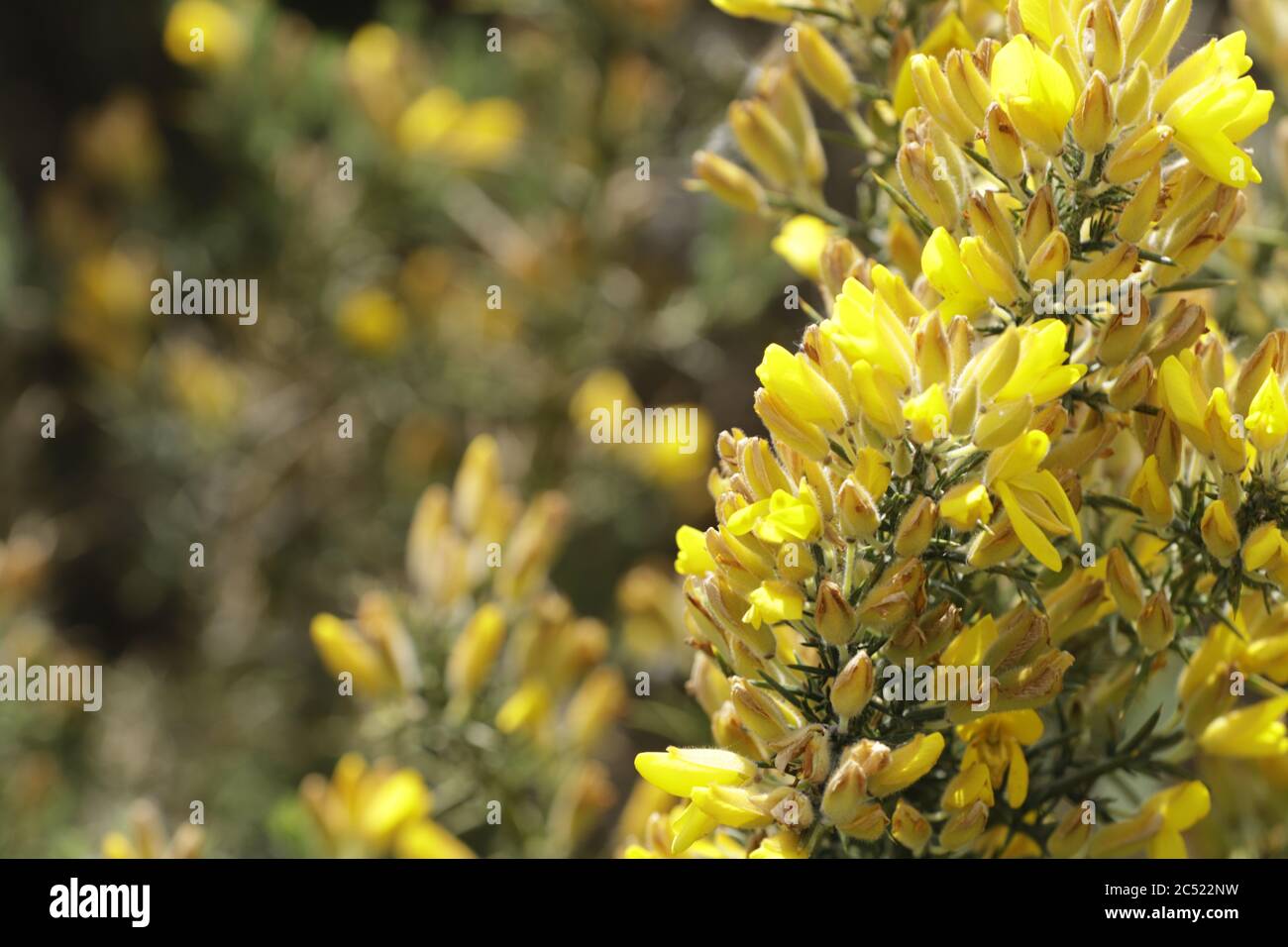 Cytisus scoparius blooms with yellow flowers in the spring Stock Photo