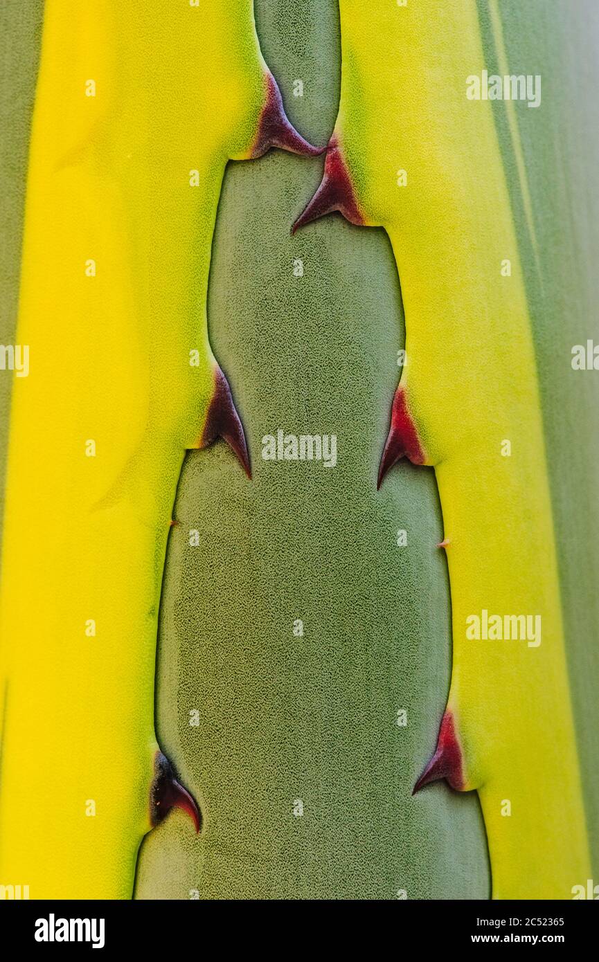 Century Plant (Agave americana) thorn detail, Anna Scripps Whitcomb Conservatory, Detroit, Michigan Stock Photo