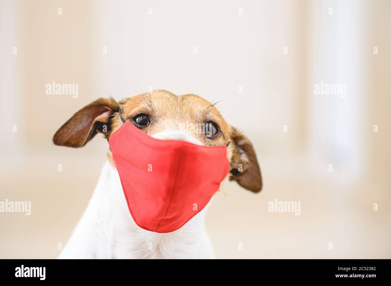 Funny dog wearing red medical face mask for protection against virus Stock Photo