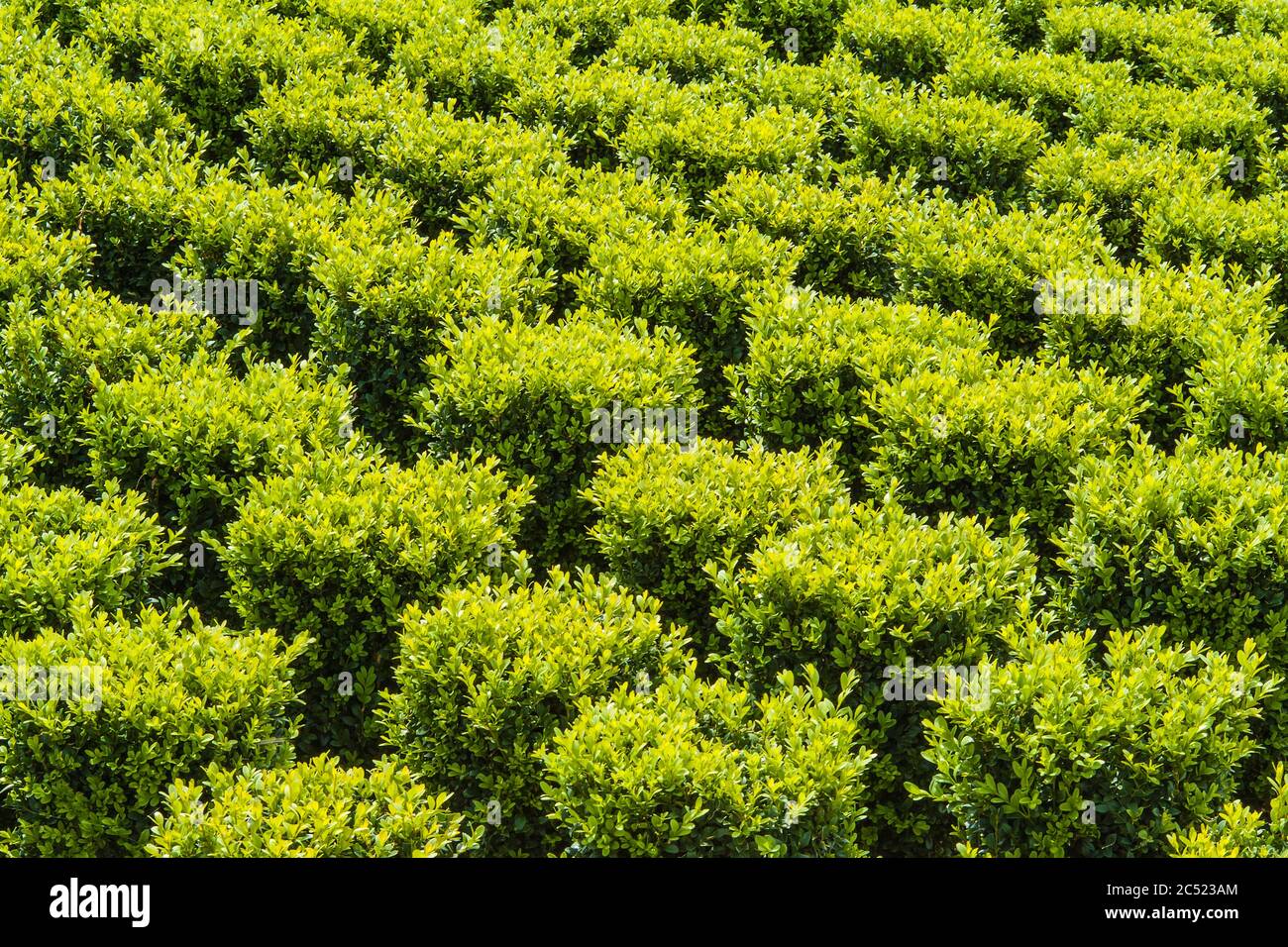 Industrial growth of sculpted green buxus trees Stock Photo