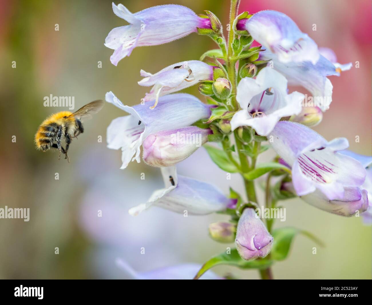 Close up of cluster of delicately coloured Penstemon flower heads with bee flying nearby to pollinate Stock Photo