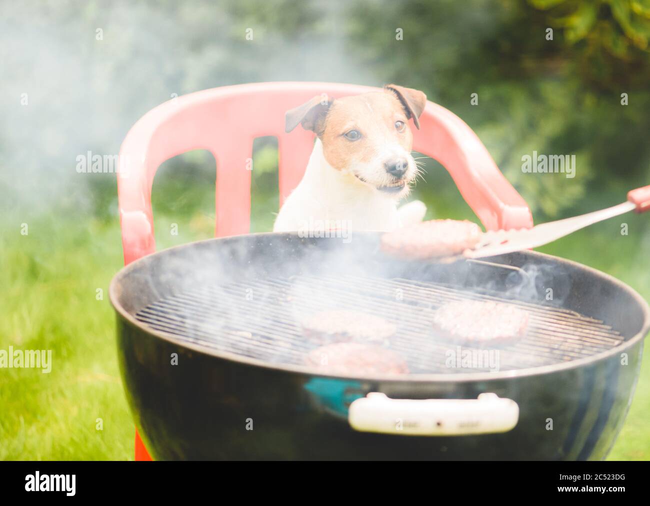 Funny dog looking at burger cooked on grill during family party at backyard lawn on summer day Stock Photo