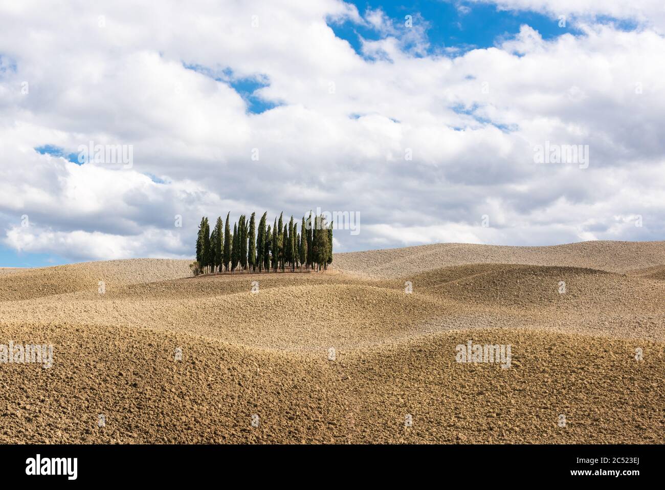 Auf einem hügeligen Feld in der Toskana steht ein Zypressen Wald Stock Photo