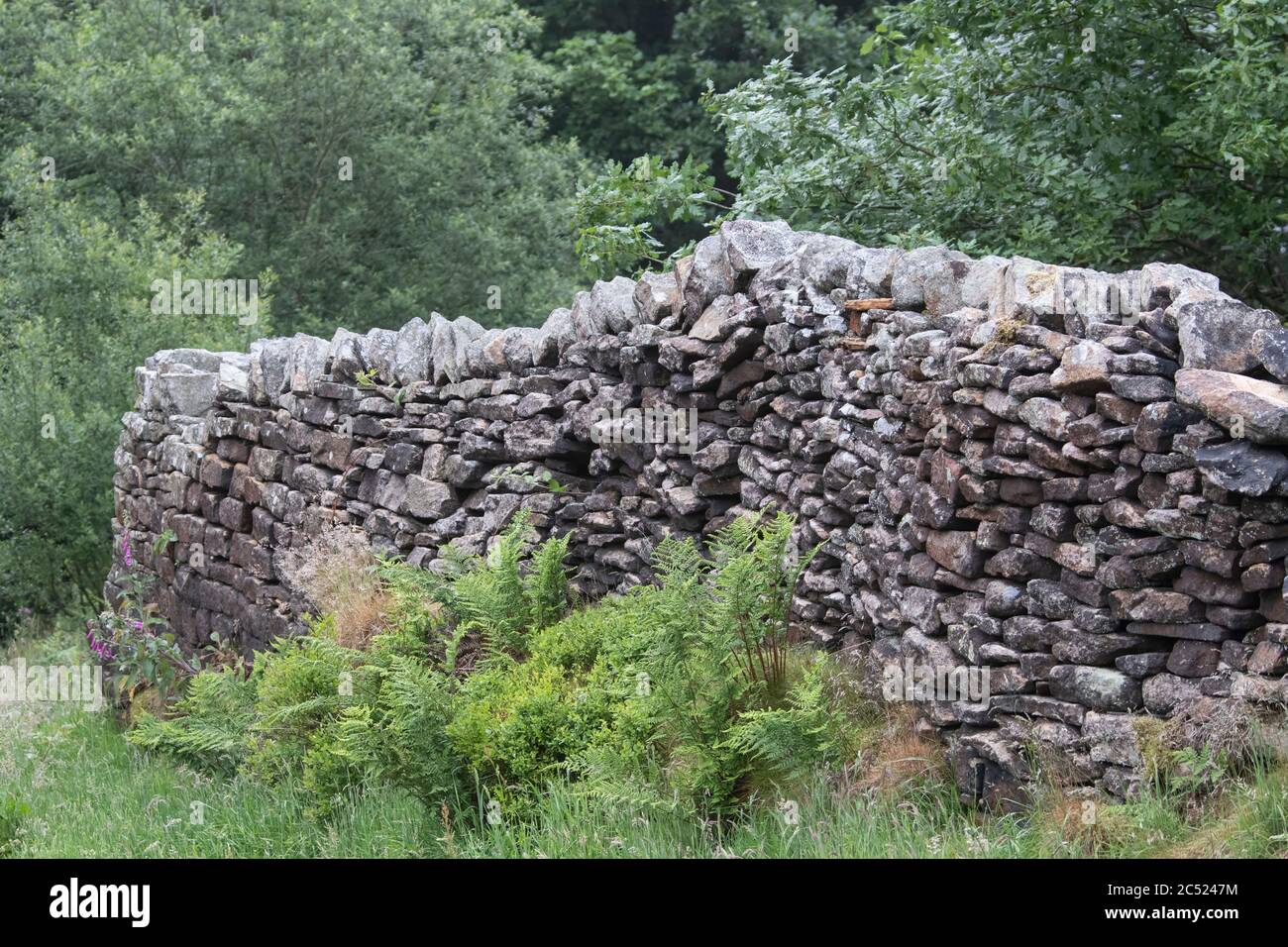 A typical Yorkshire dry stone retaining wall on the boundary of Digley reservoir in West Yorkshire with ferns and natural foliage around it Stock Photo