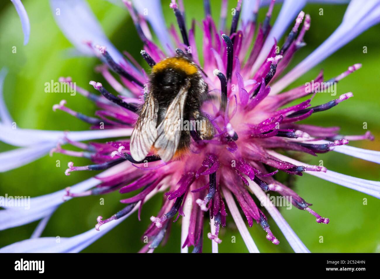 Bumblebee on flower, centaurea bombus feeding nectar Stock Photo