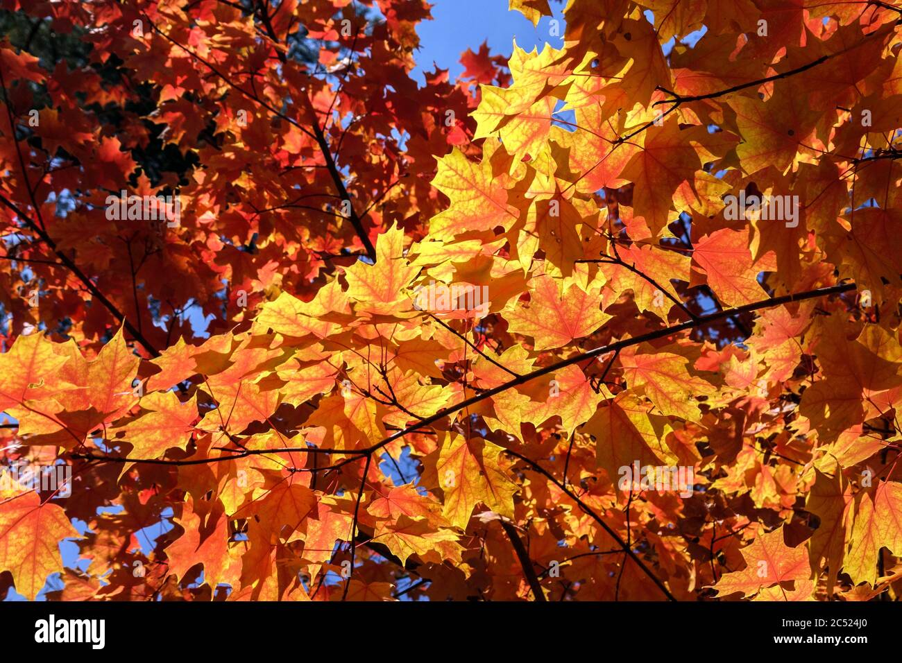 Sugar Maple tree Acer saccharum backlit leaves Stock Photo