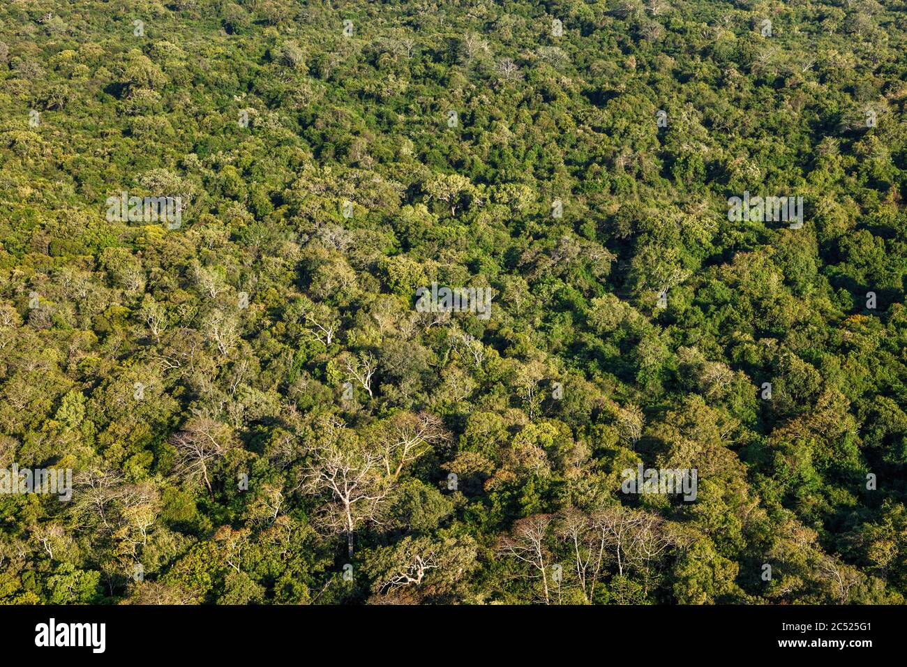 Aerial view of tropical forest Stock Photo - Alamy