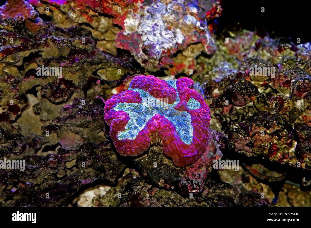Symphyllia Brain LPS Coral (Symphyllia agaricia) Stock Photo