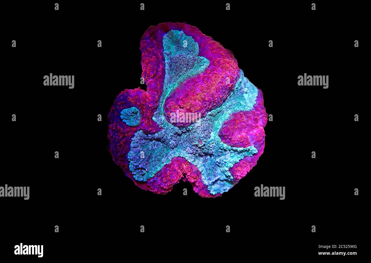 Symphyllia Brain LPS Coral (Symphyllia agaricia) Stock Photo