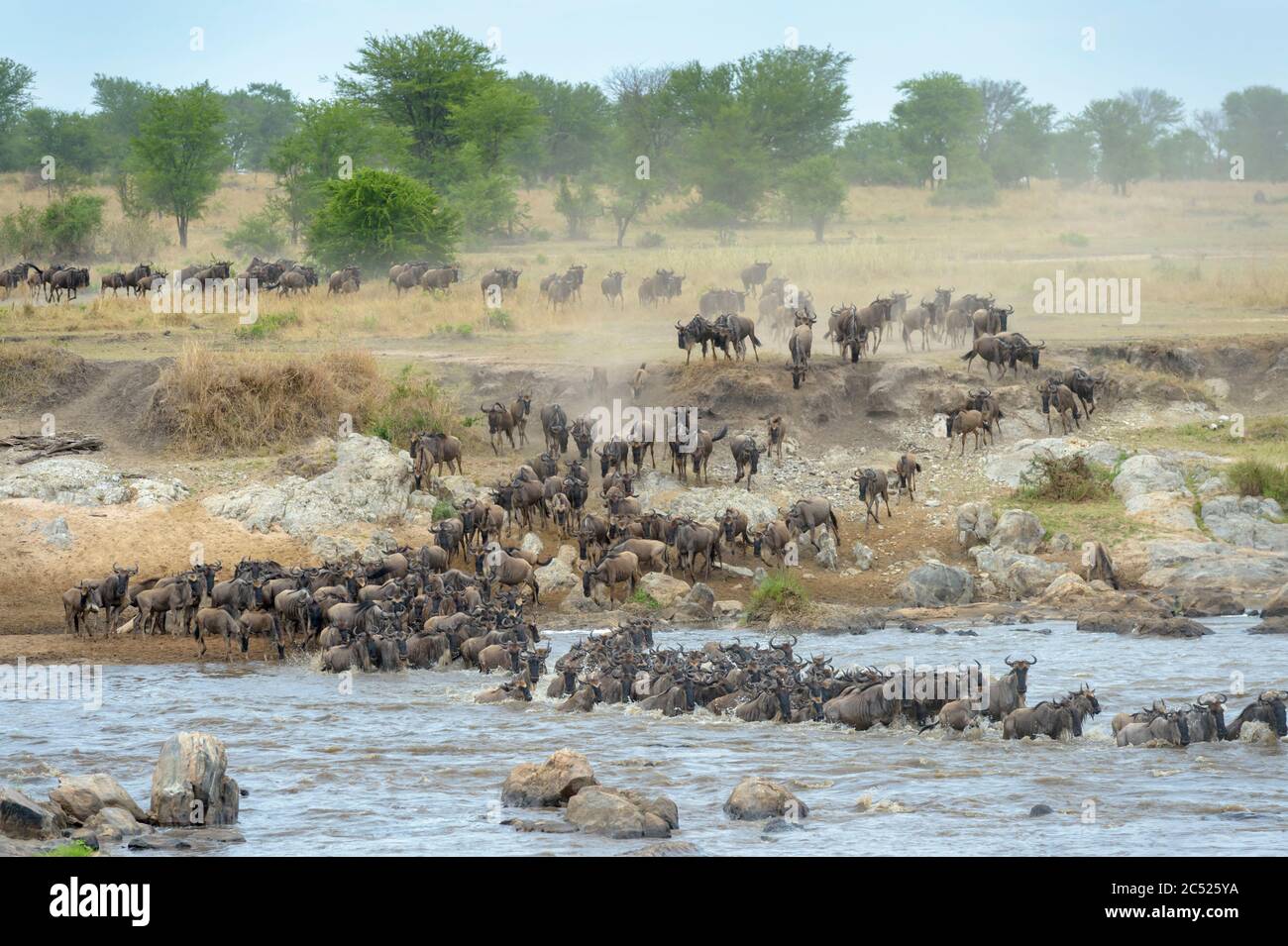 Blue wildebeest, brindled gnu (Connochaetes taurinus) herd crossing the Mara river during the great migration, Serengeti national park, Tanzania. Stock Photo