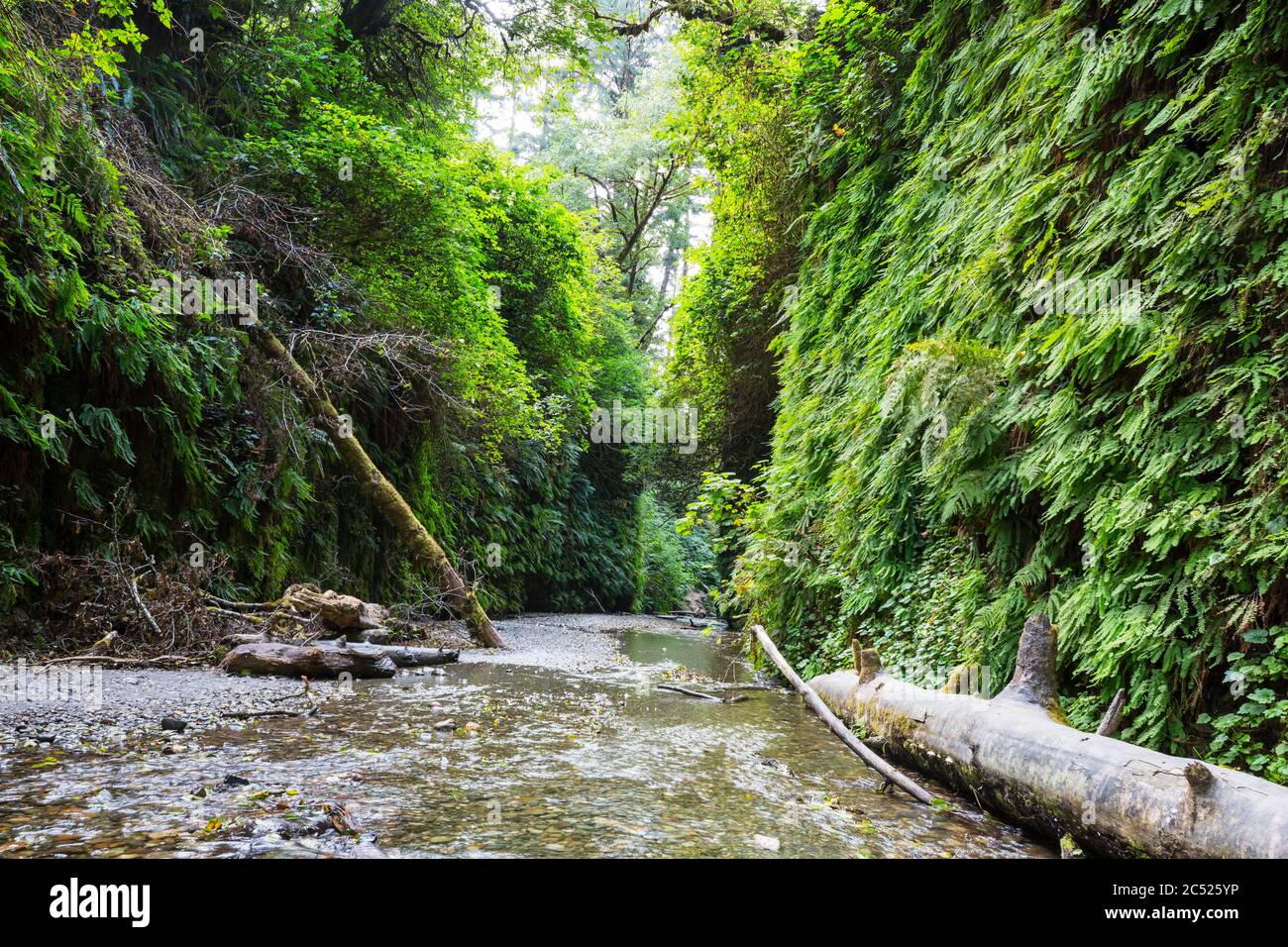 fern canyon in Redwoods National Park, USA, California Stock Photo Alamy