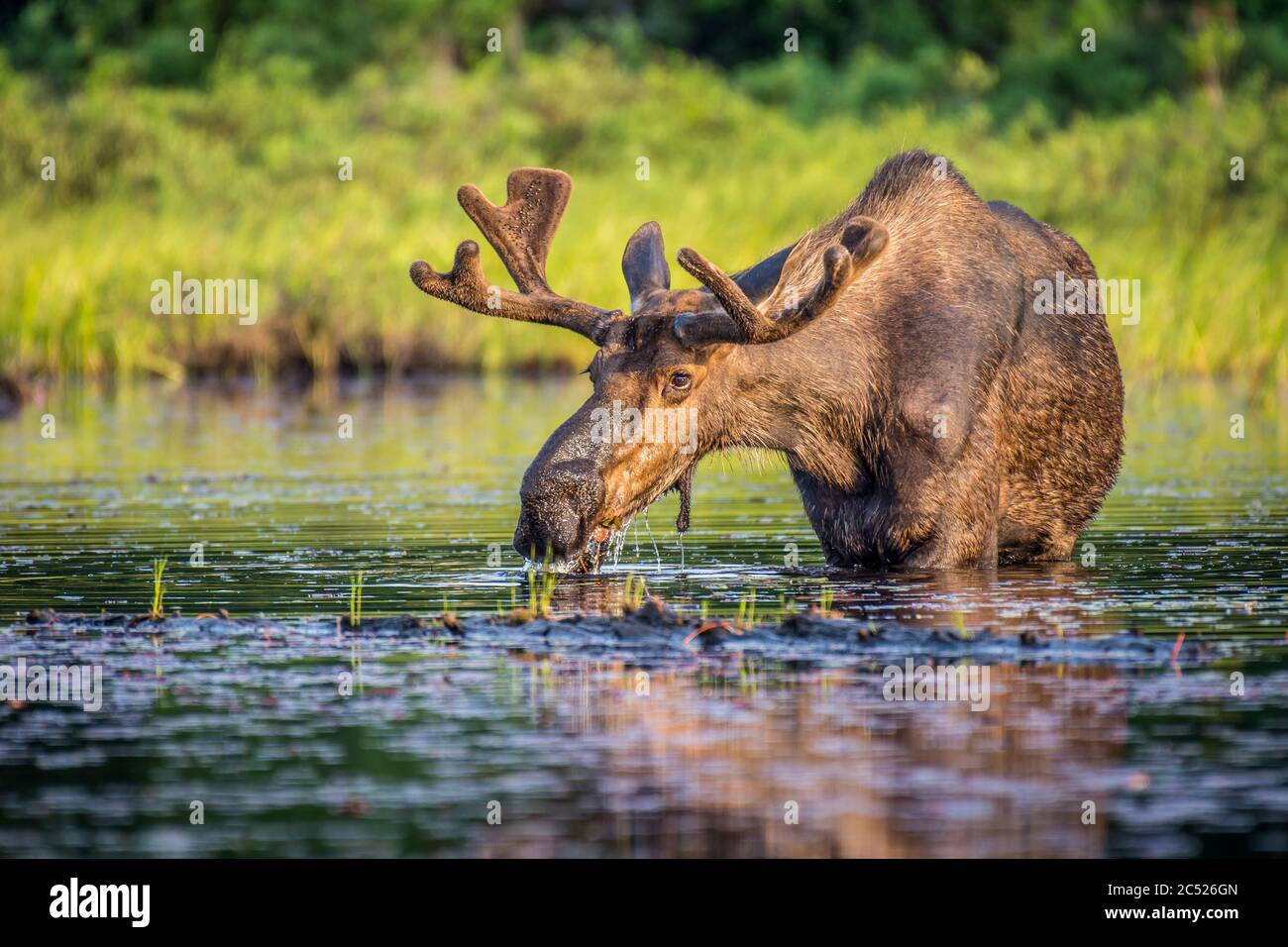 A large bull moose drinking and eating lily pads in the shallow water at the lake shore in early morning. Algonquin Provincial Park, Ontario, Canada. Stock Photo