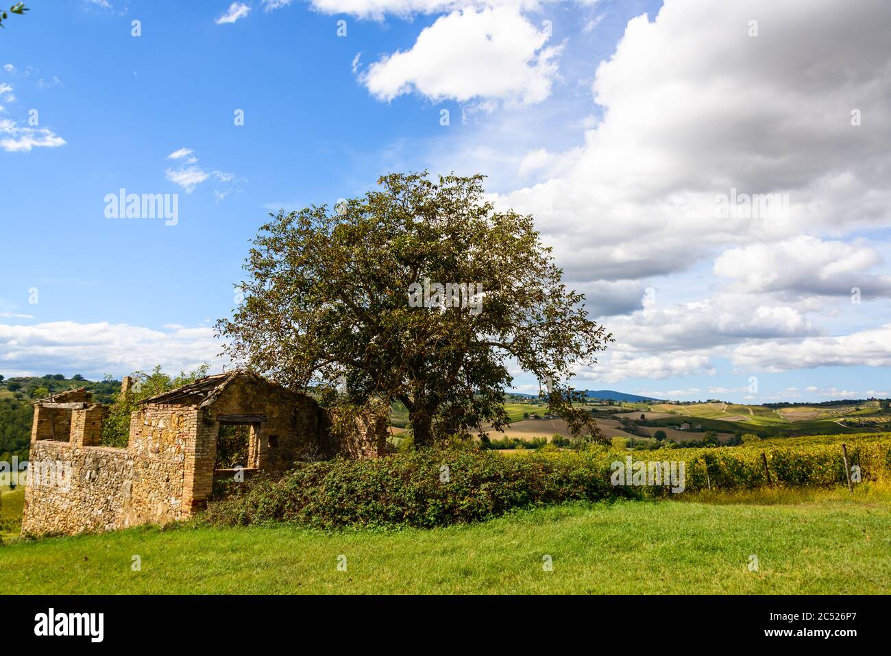 Olivenbaum und Rustico auf einem Weingut im Chiantigebiet Stock Photo