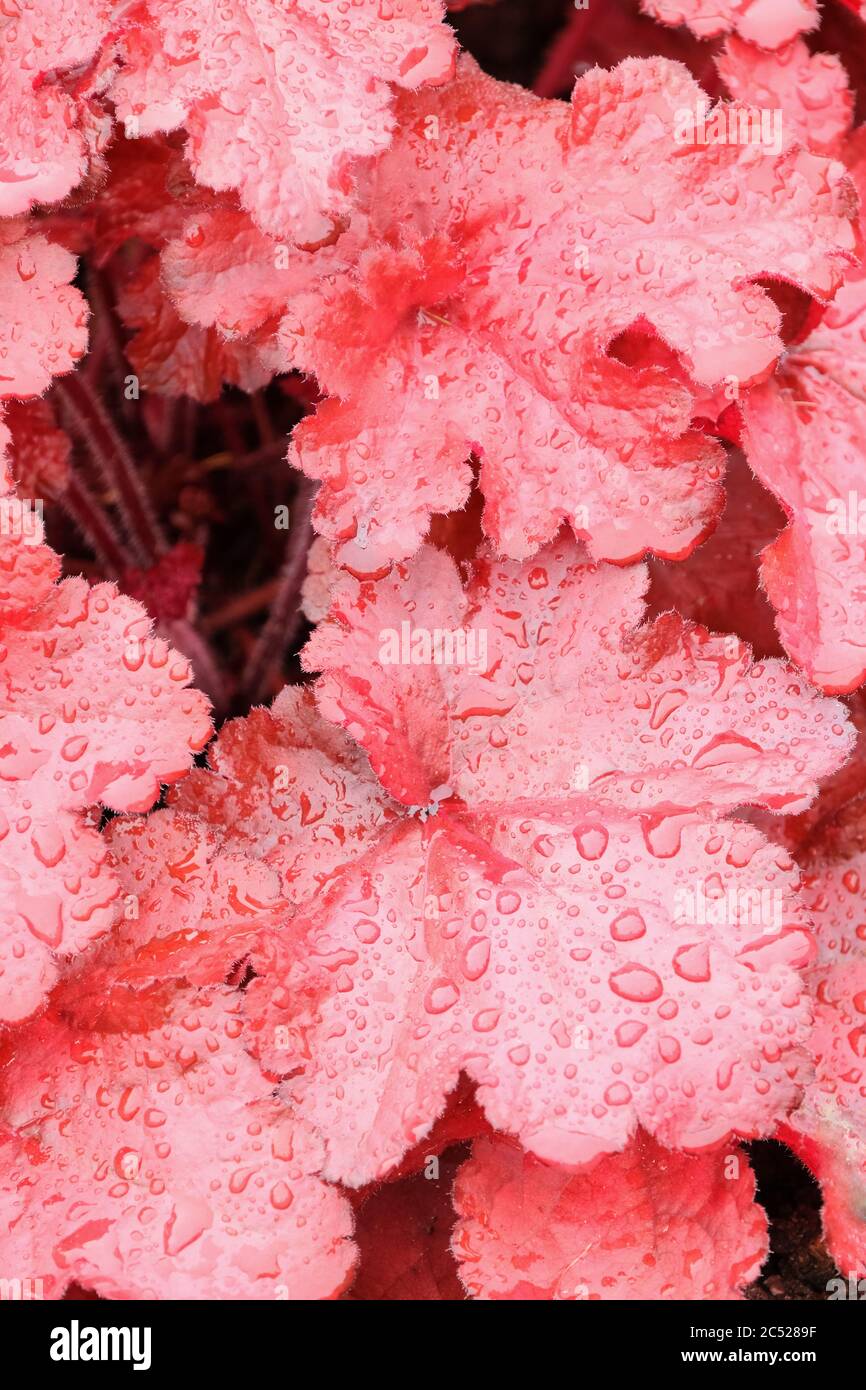 Burgundy-red foliage of Heuchera 'Forever Red'. Coral Bell, Alum Root, Coral Bells Stock Photo