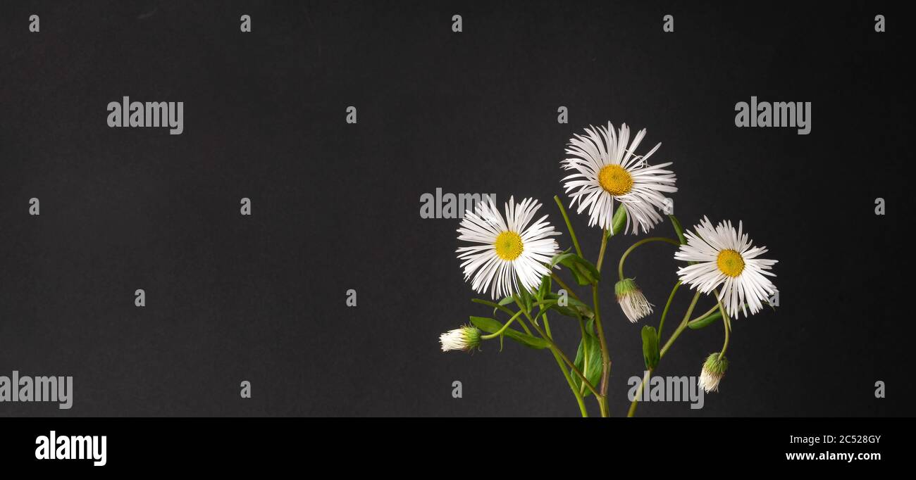 white daisies on a black background. beautiful bouquet of flowers in a ...