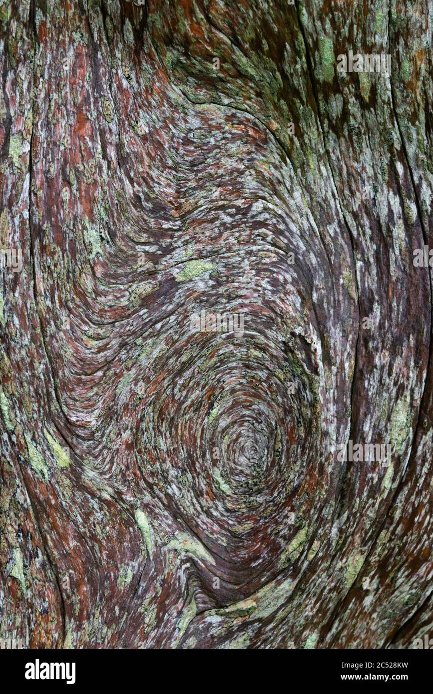 patterns on a tree in the grounds of Sherbourne Castle, a Tudor mansion and former home of Sir Walter Raleigh, now part of the Digby Estate in Dorset Stock Photo