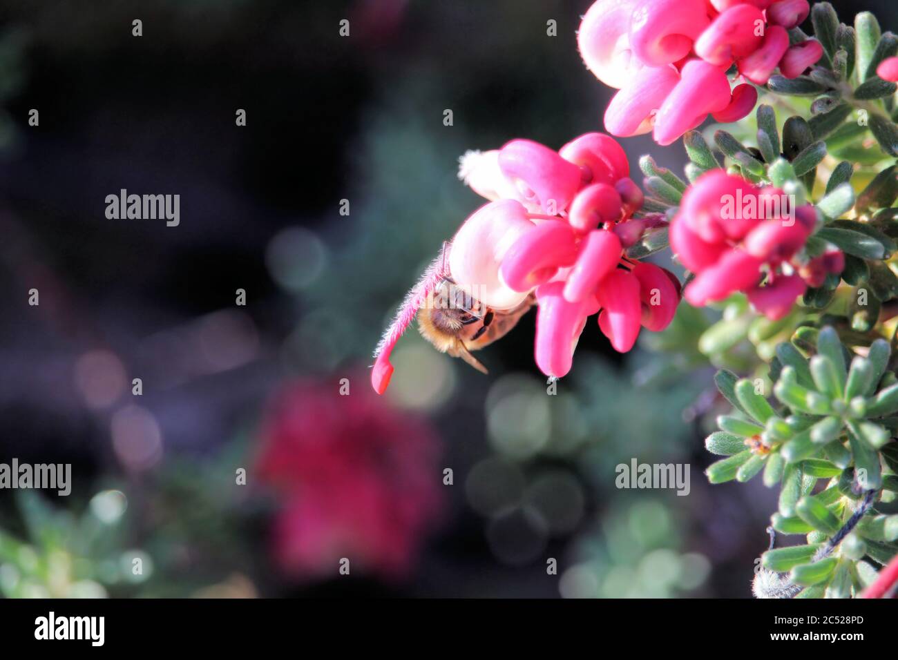Close-up of Honey Bee collecting nectar from Grevillea flower, South Australia Stock Photo