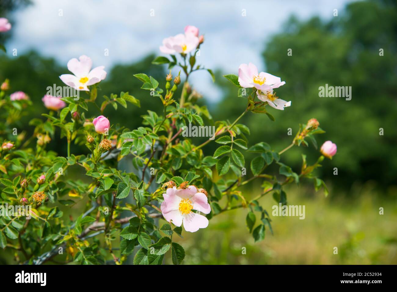 Wild rose flowers. Stock Photo