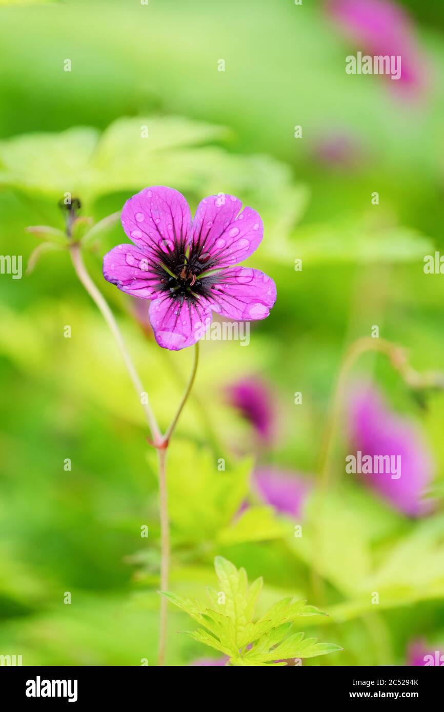 Magenta flowers of geranium 'Ann Folkard'. Cranesbill 'Ann Folkard' Stock Photo