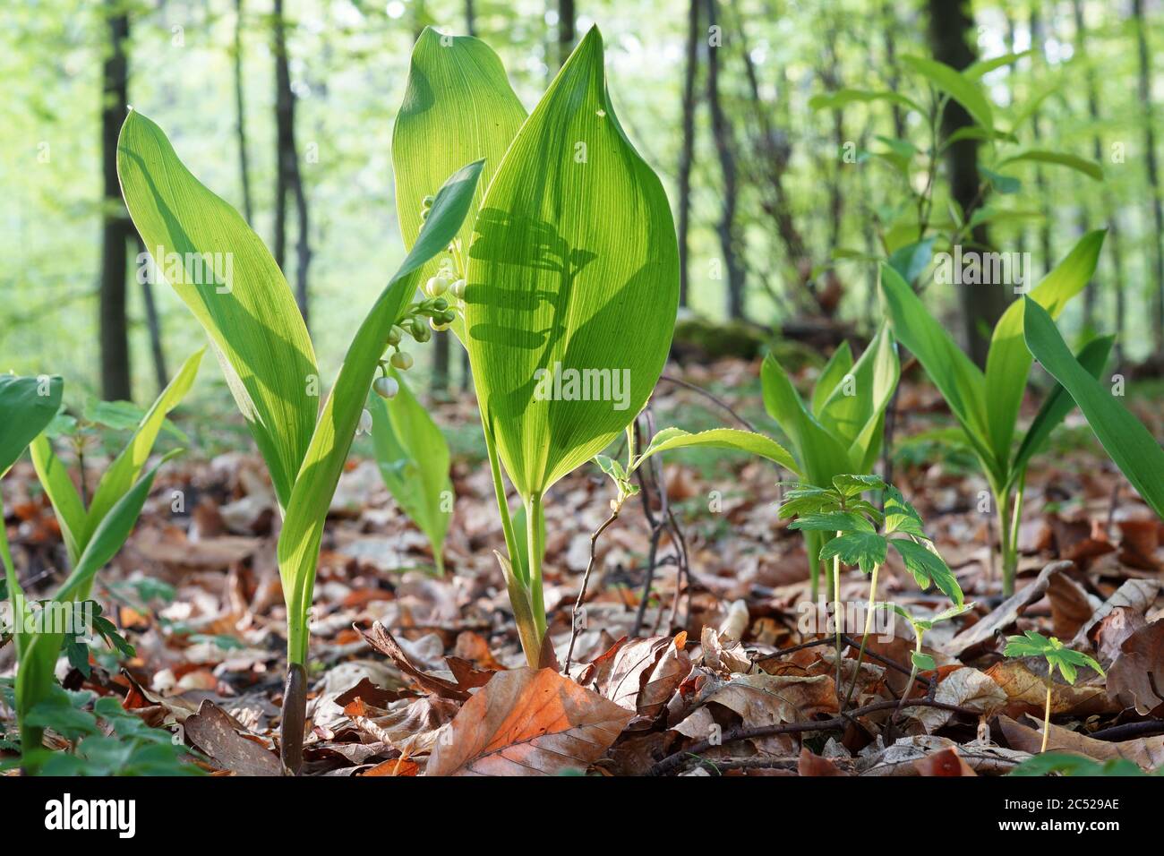 Lily of the valley in bloom and dried leaves on the forest floor, spring flowering plants Stock