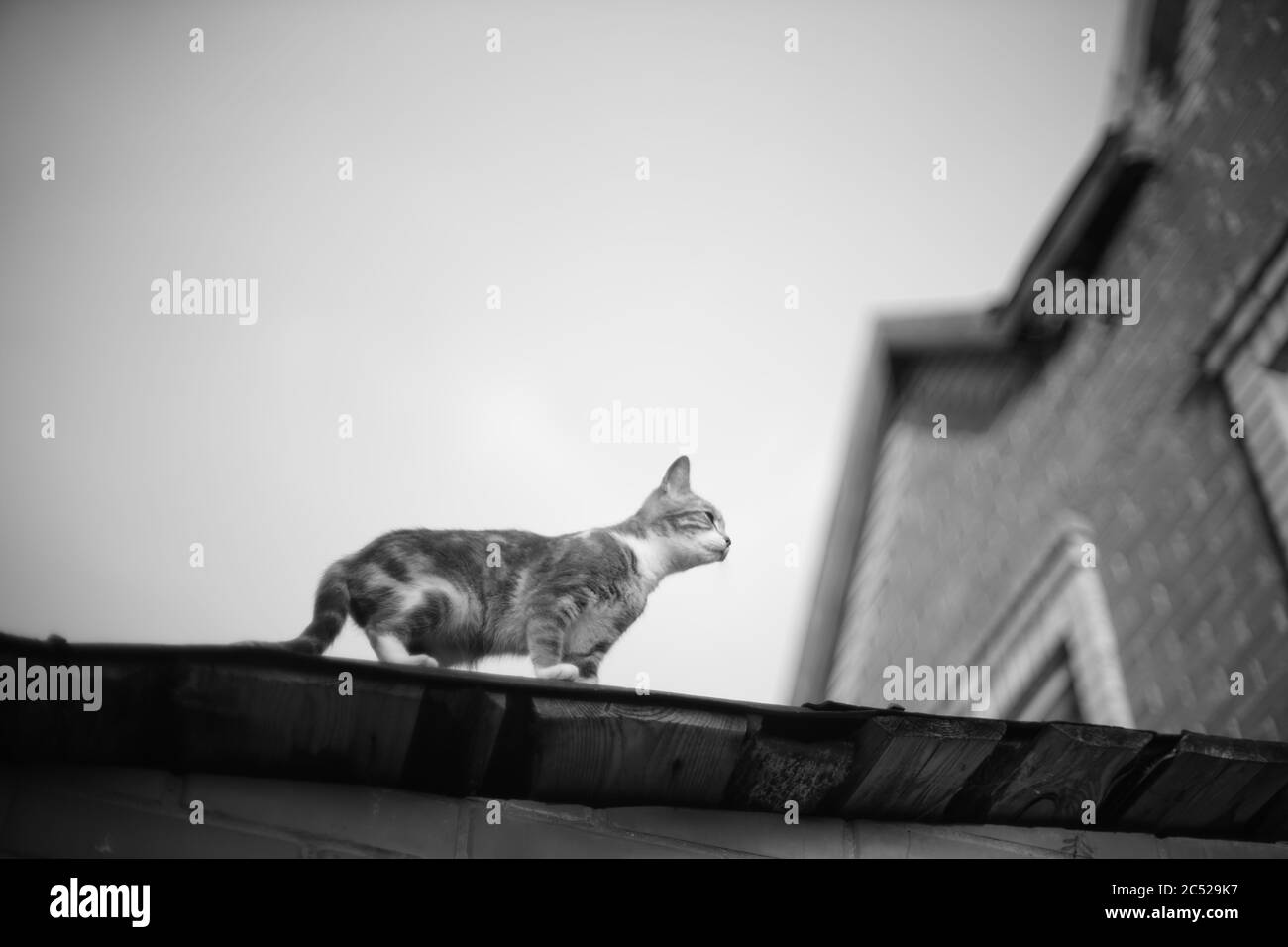 Cute cat walk on the roof. BW photo Stock Photo Alamy