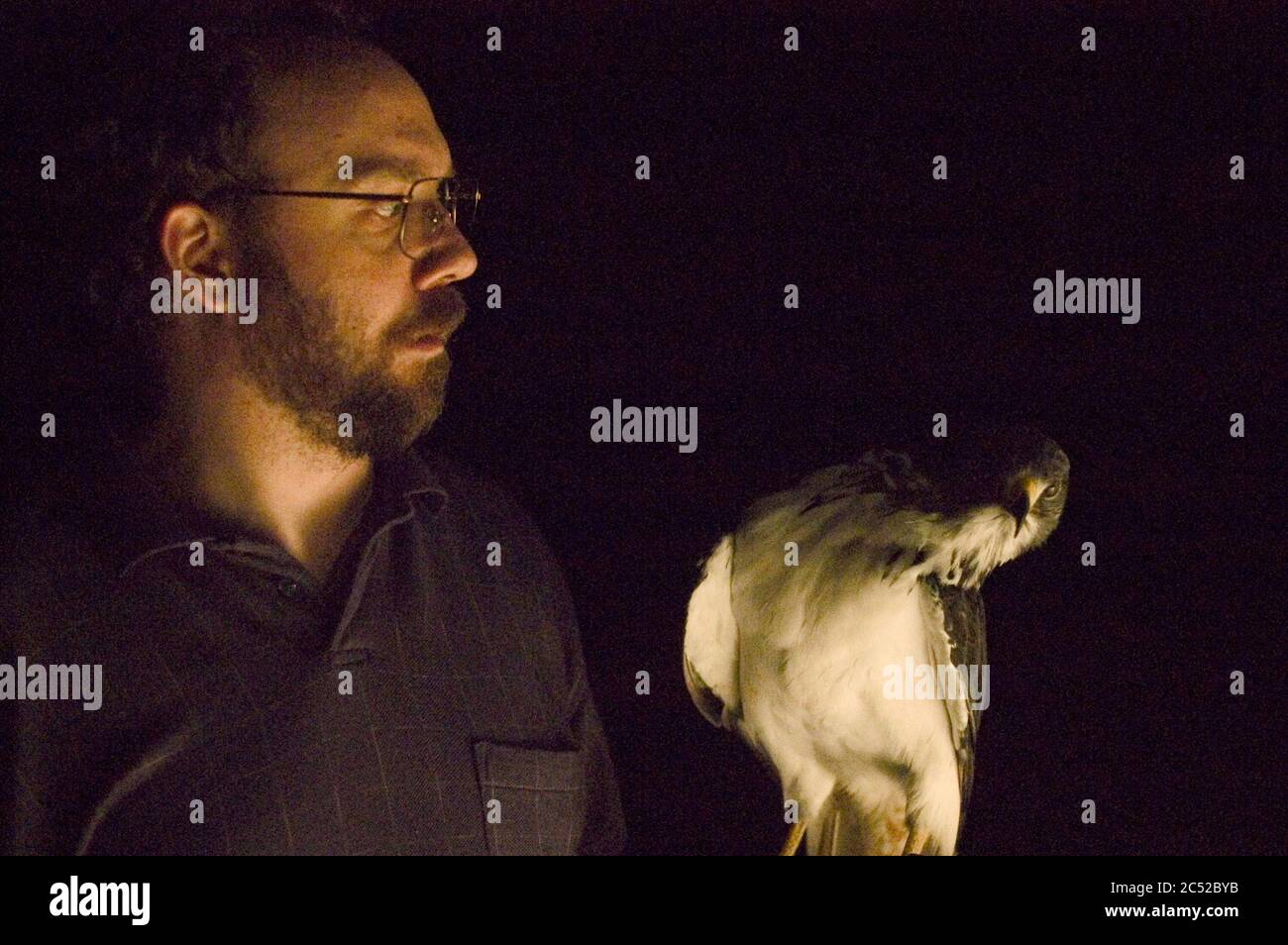 the hawk is dying Stock Photo Alamy