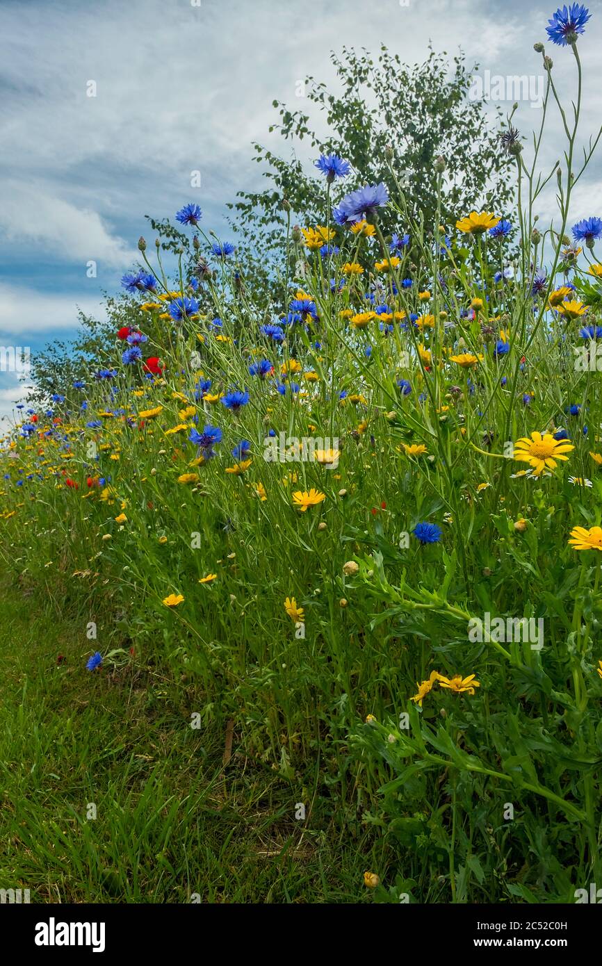 Roadside Wild Flower meadow at the edge of the road in a North Norfolk village, UK Stock Photo