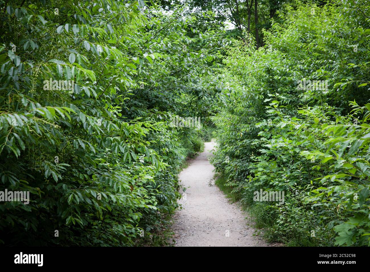 naarrow path in the Wahner Heath, Troisdorf, North Rhine-Westphalia, Germany.  schmaler Pfad in der Wahner Heide, Troisdorf,  Nordrhein-Westfalen, Deu Stock Photo