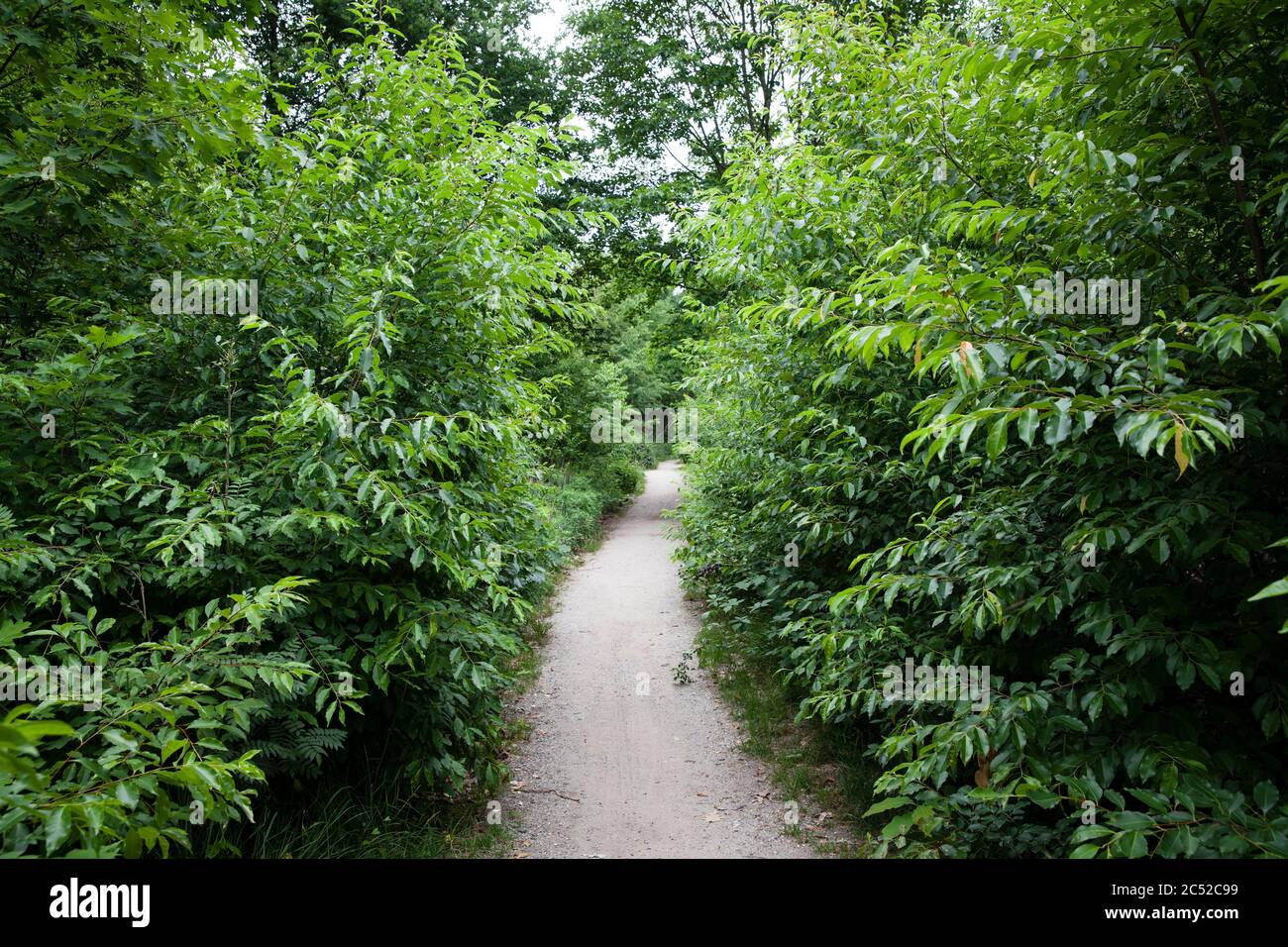 naarrow path in the Wahner Heath, Troisdorf, North Rhine-Westphalia, Germany.  schmaler Pfad in der Wahner Heide, Troisdorf,  Nordrhein-Westfalen, Deu Stock Photo