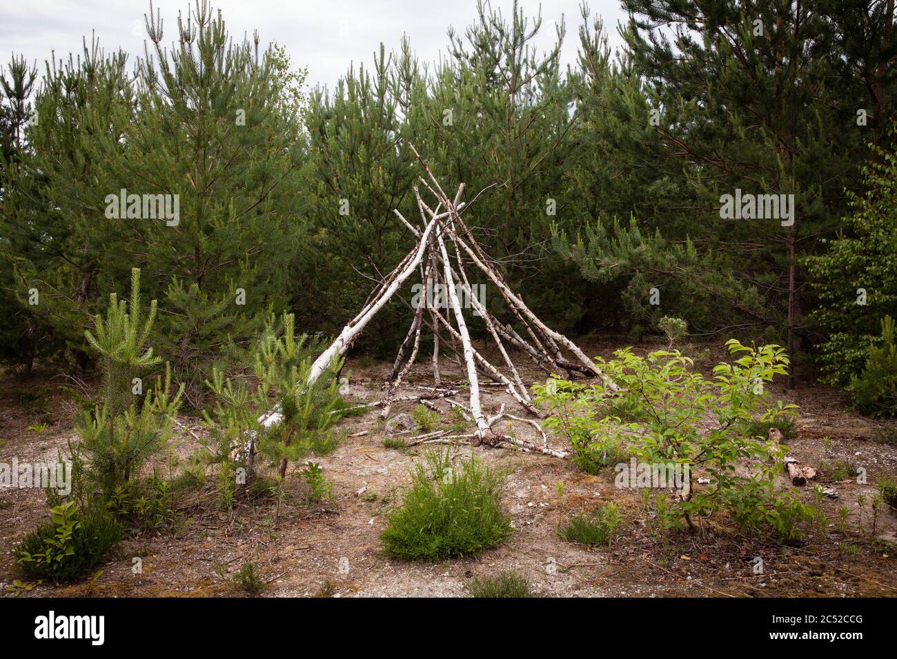 incomplete branch hut in the Wahner heath near Cologne, North Rhine-Westphalia, Germany.  begonnene Asthuette in der Wahner Heide bei Koeln, Nordrhein Stock Photo