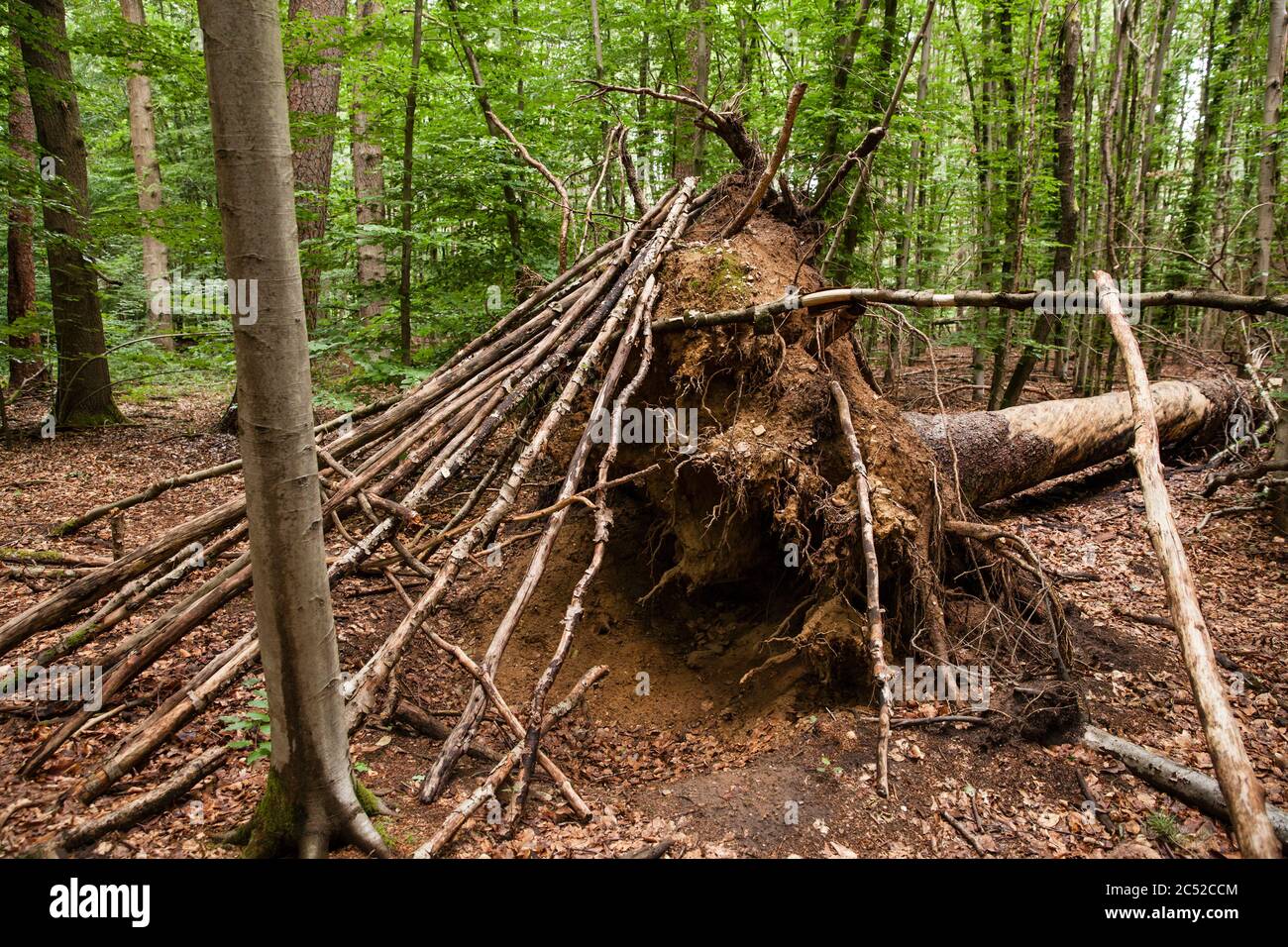 branch hut in the Koenigsforest near Cologne, North Rhine-Westphalia, Germany.  Asthuette im Koenigsforst bei Koeln, Nordrhein-Westfalen, Deutschland. Stock Photo