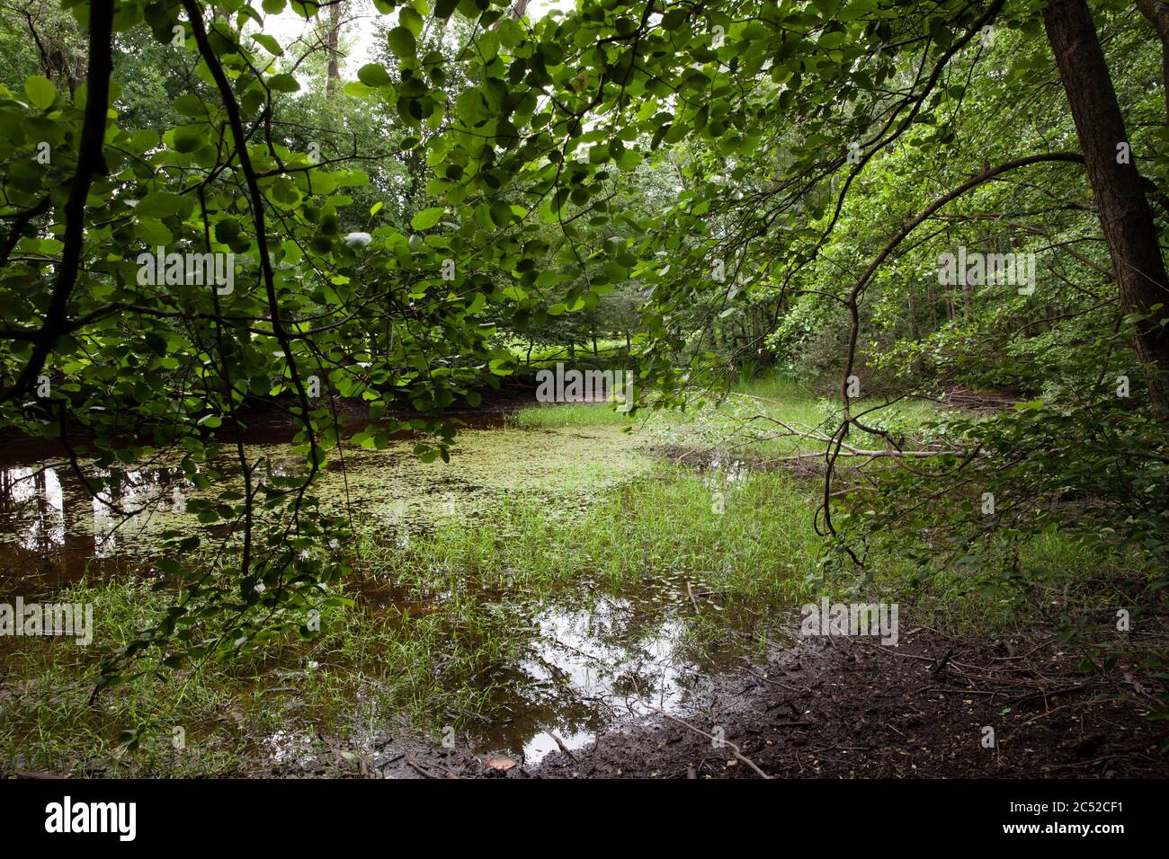 Pond conservation hires stock photography and images Alamy