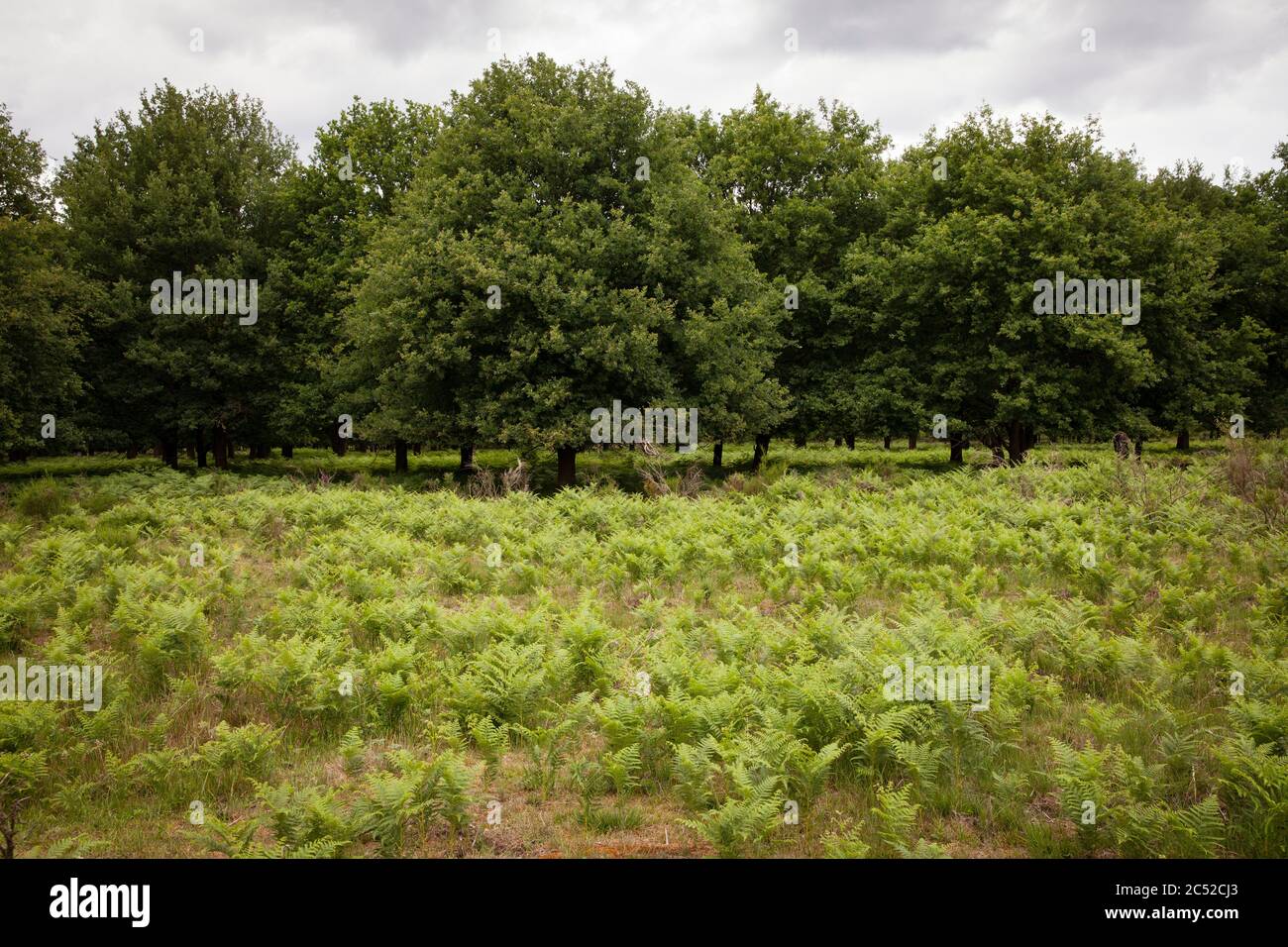 Germany, Troisdorf, North Rhine-Westphalia, oak trees an fern in the Wahner Heath.  Deutschland, Nordrhein-Westfalen, Troisdorf, Eichen und Farn in de Stock Photo