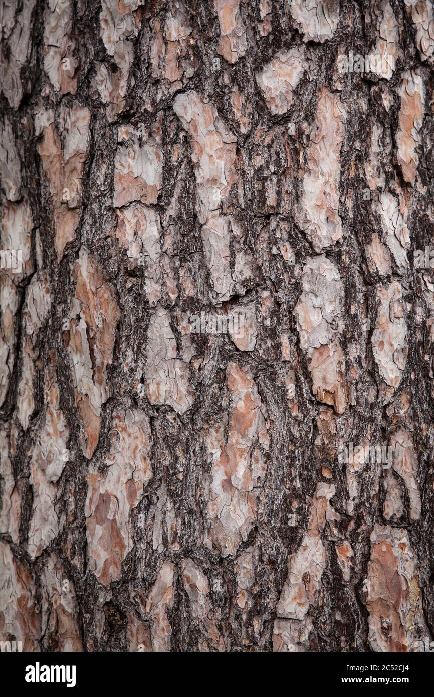 bark of a pine tree in the Wahner Heath, Troisdorf, North Rhine-Westphalia, Germany.  Rinde einer Kiefer in der Wahner Heide, Troisdorf, Nordrhein-Wes Stock Photo