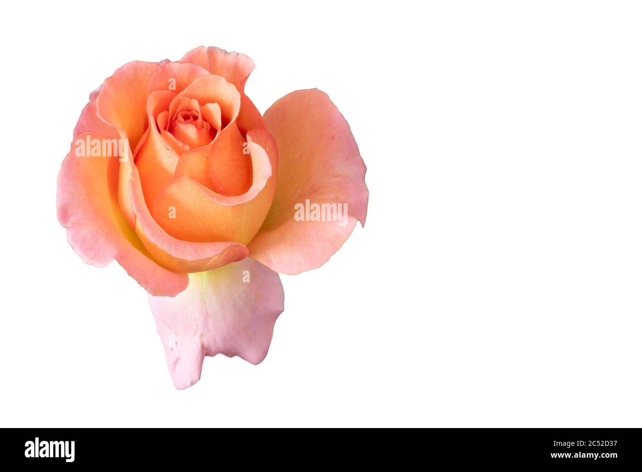 single isolated orange pink yellow rose blossom with rain drops, fine art still life on white background and detailed texture Stock Photo