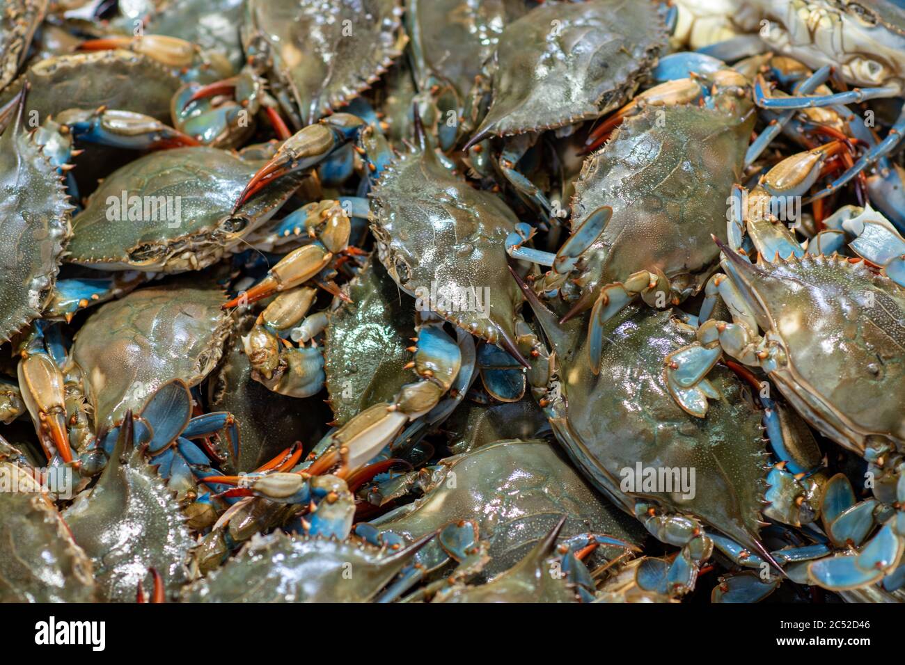 Fresh Callinectes sapidus ( the Blue Crab, Atlantic Blue Crab, or regionally as the Chesapeake blue crab) -native to the Atlantic Ocean. Stock Photo