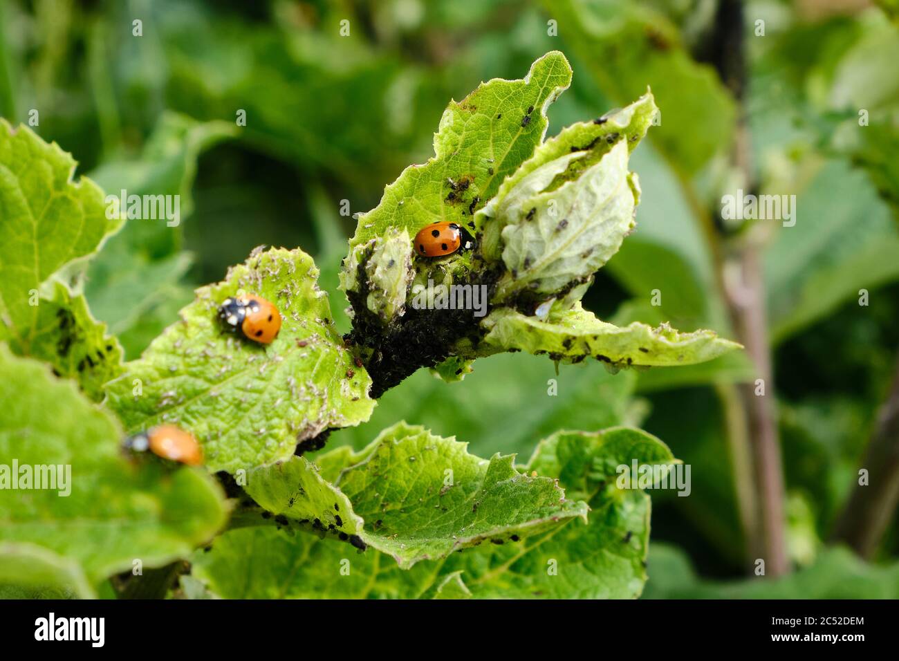 Seven spot ladybirds Coccinell septempunctata feeding on aphids on a burdock Asteraceae plant in June, biological pest control Stock Photo