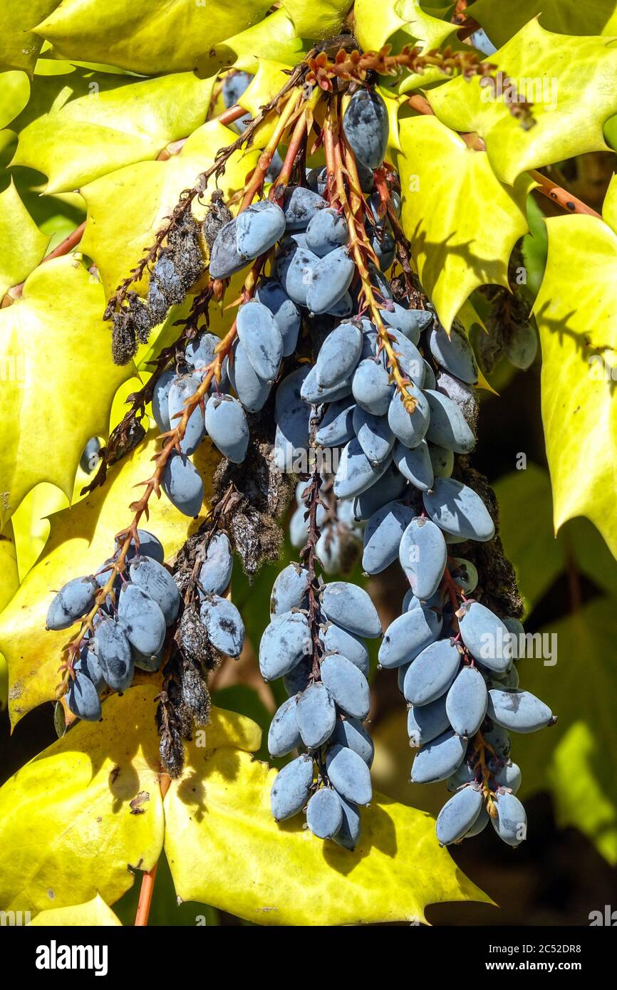 Mahonia bealei berries Stock Photo