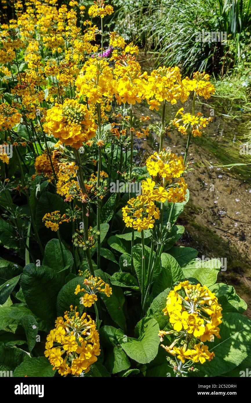 Yellow primrose Primula bulleyana flowers in garden Primroses Stock Photo