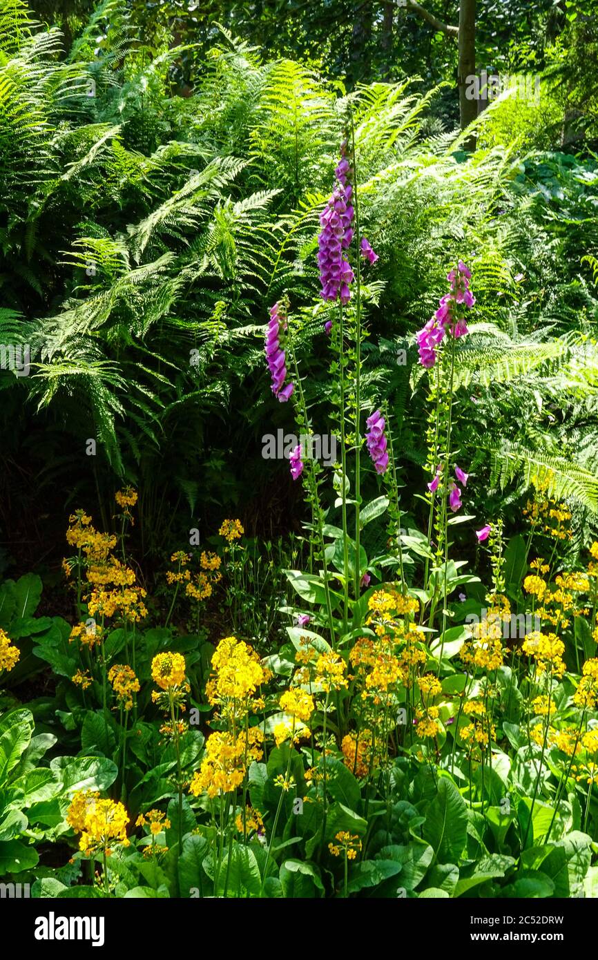 Garden scene fern Matteucia yellow primroses Stock Photo