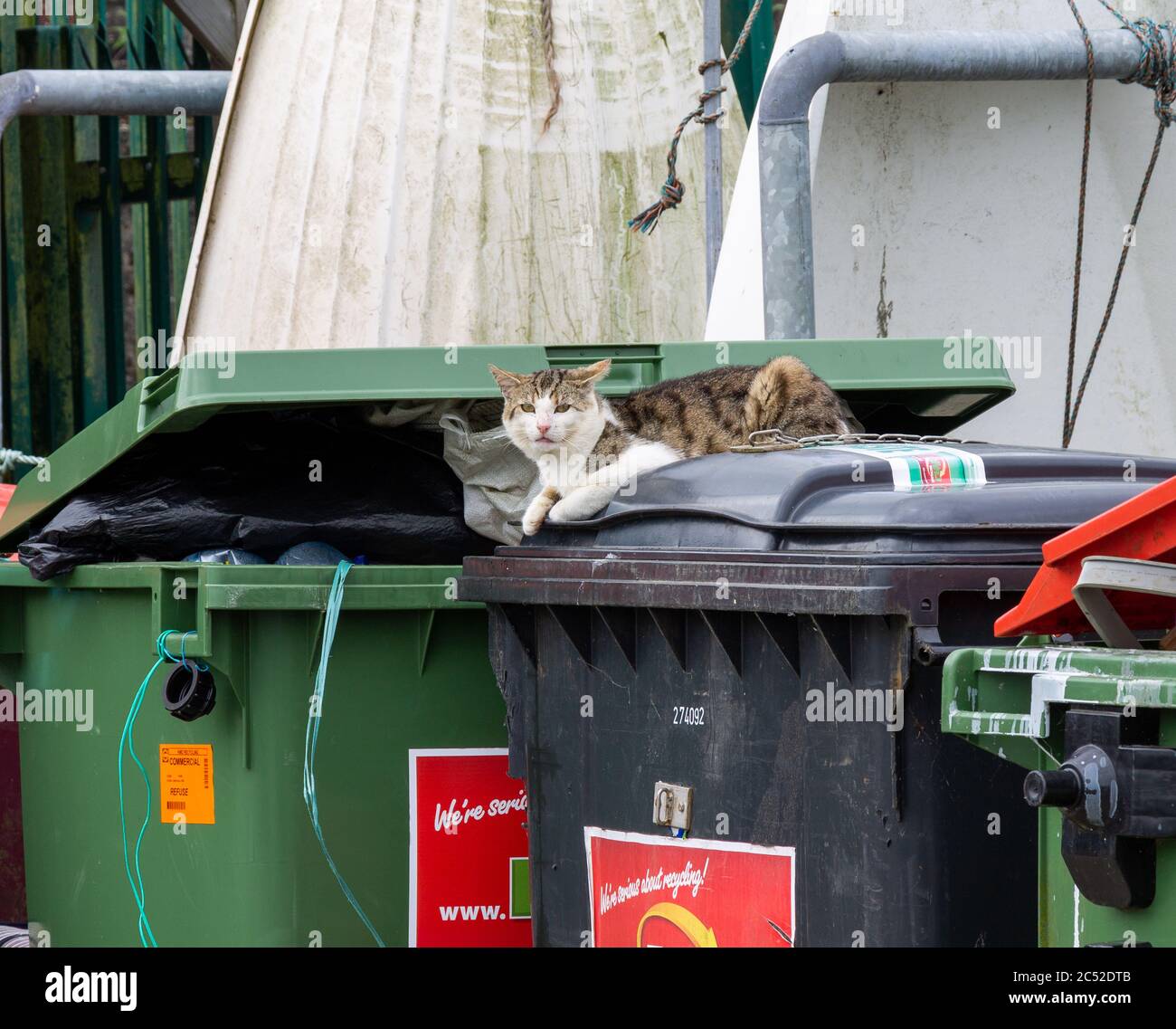 Feral cat sat on rubbish or refuse or garbage bins. Stock Photo