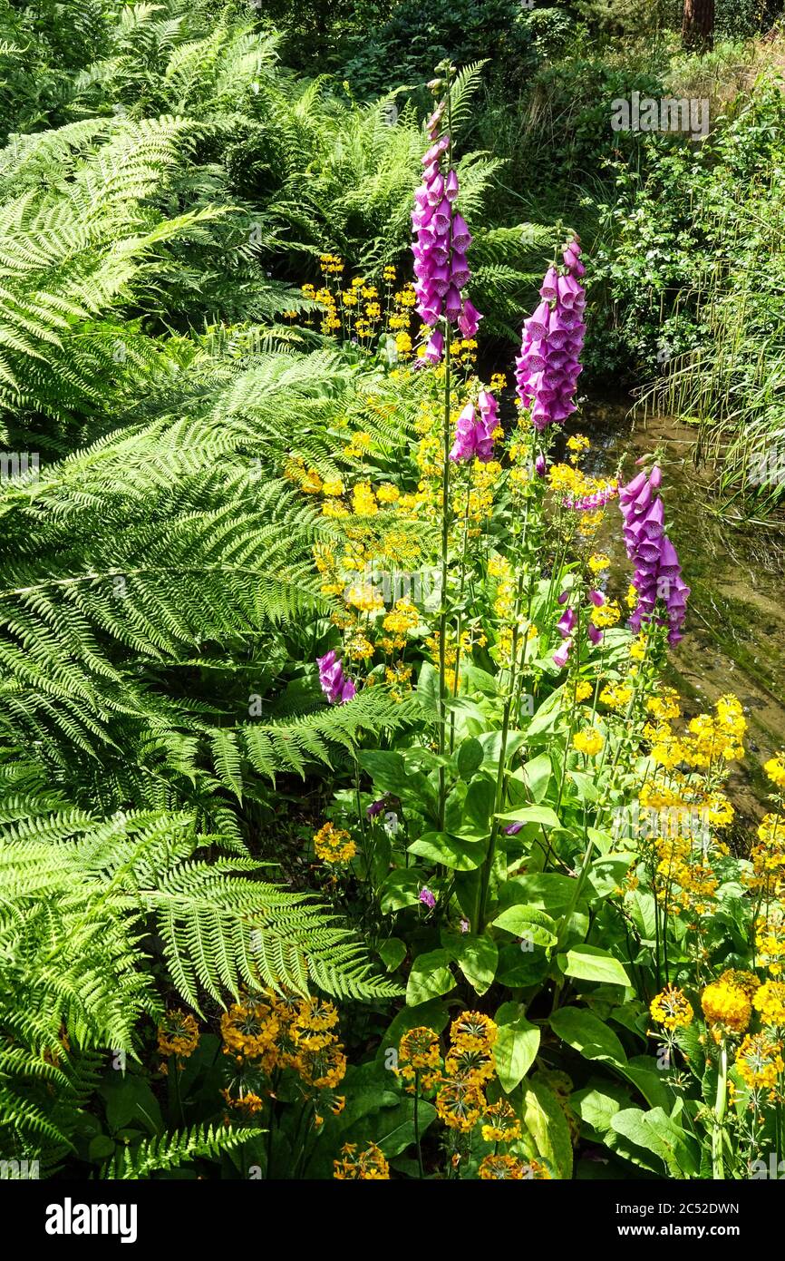 Matteuccia struthiopteris and flowering yellow Primrose Purple foxglove in the garden Stock Photo