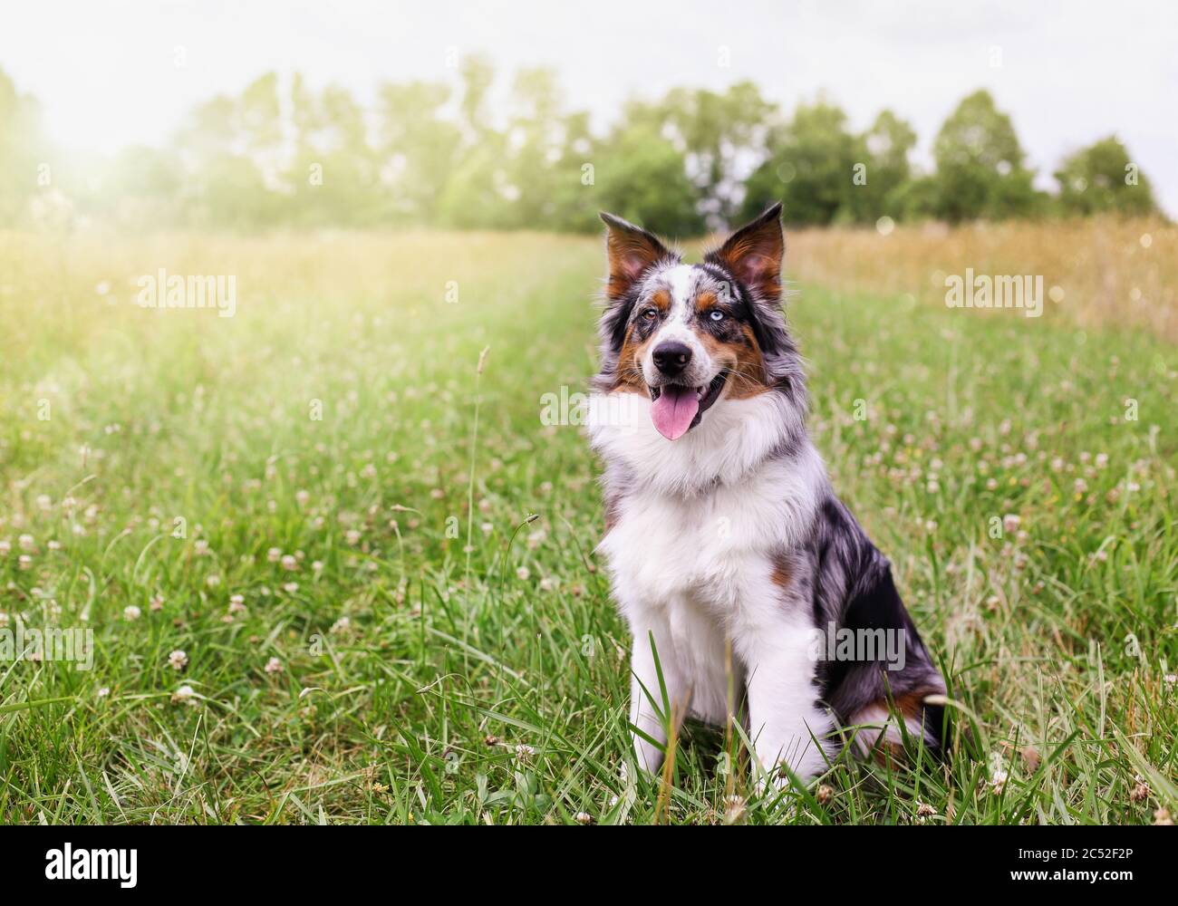 Beautiful juvenile male Blue Merle Australian Shepherd dog sitting calmly in a sunny summer field.  Selective focus with blurred background. Stock Photo
