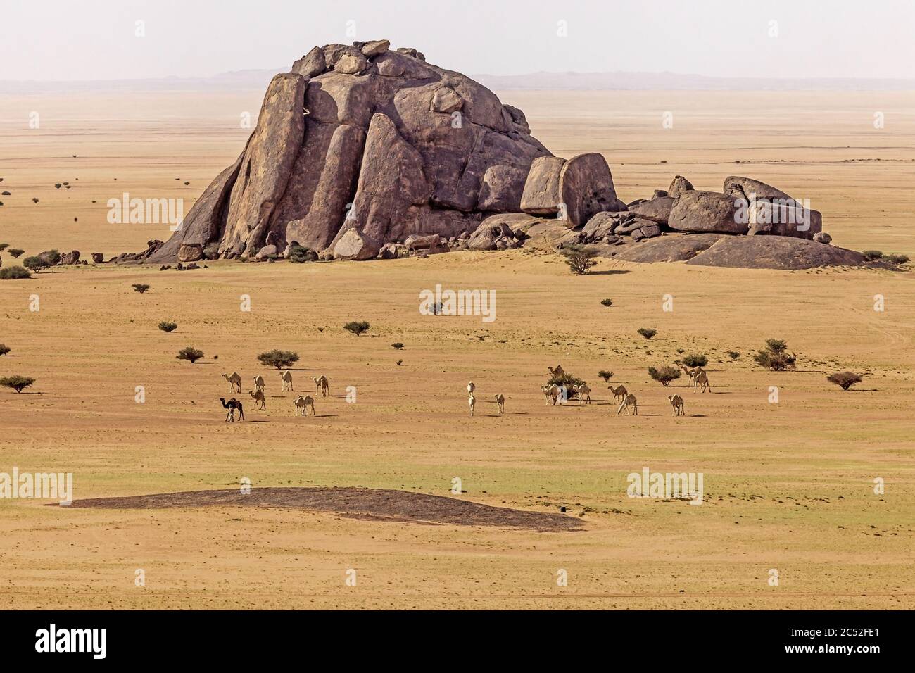 Camels in the desert, Saudi Arabia Stock Photo