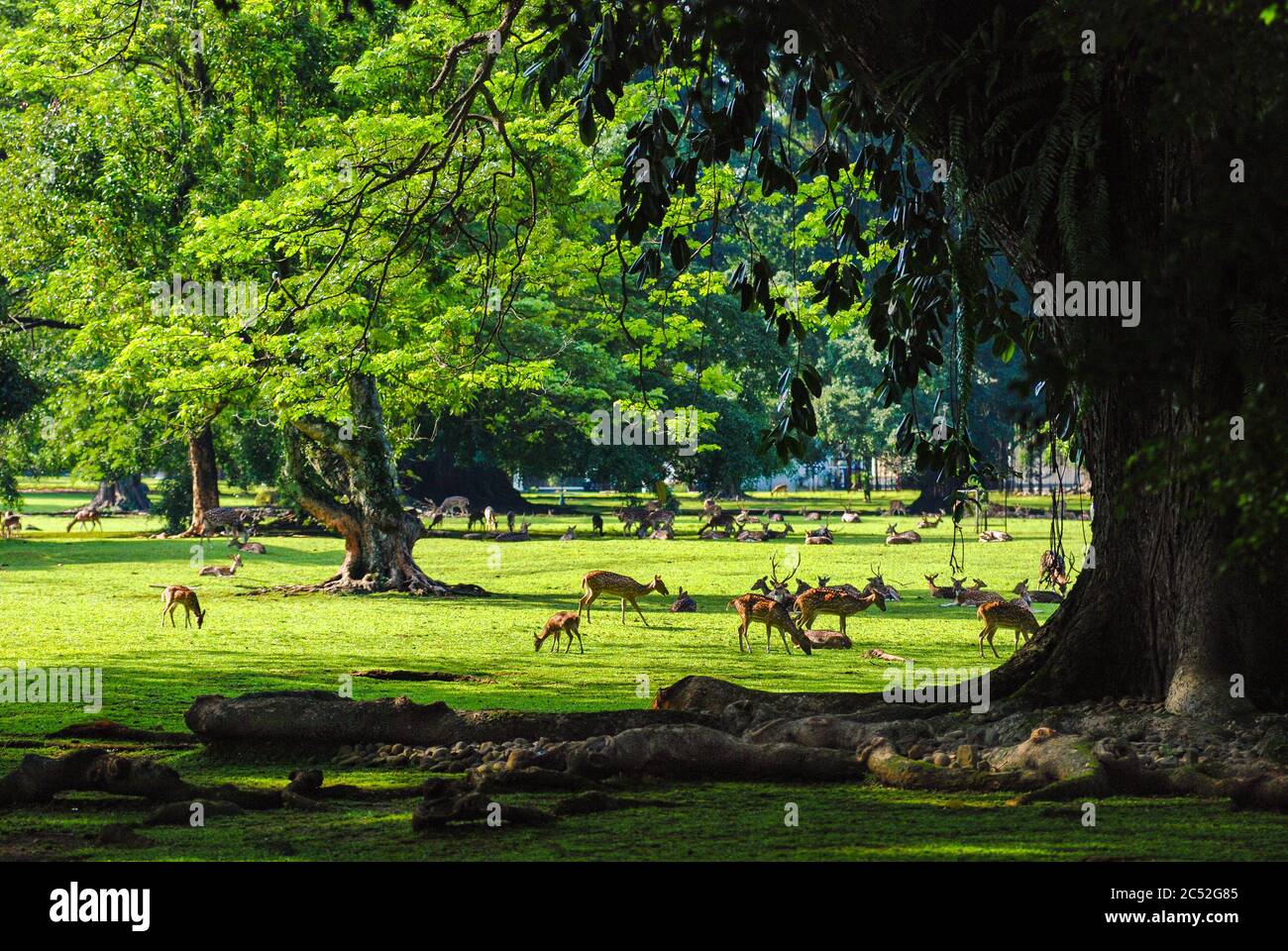 Deer in Bogor Botanical Gardens, Bogor, West Java, Indonesia Stock Photo