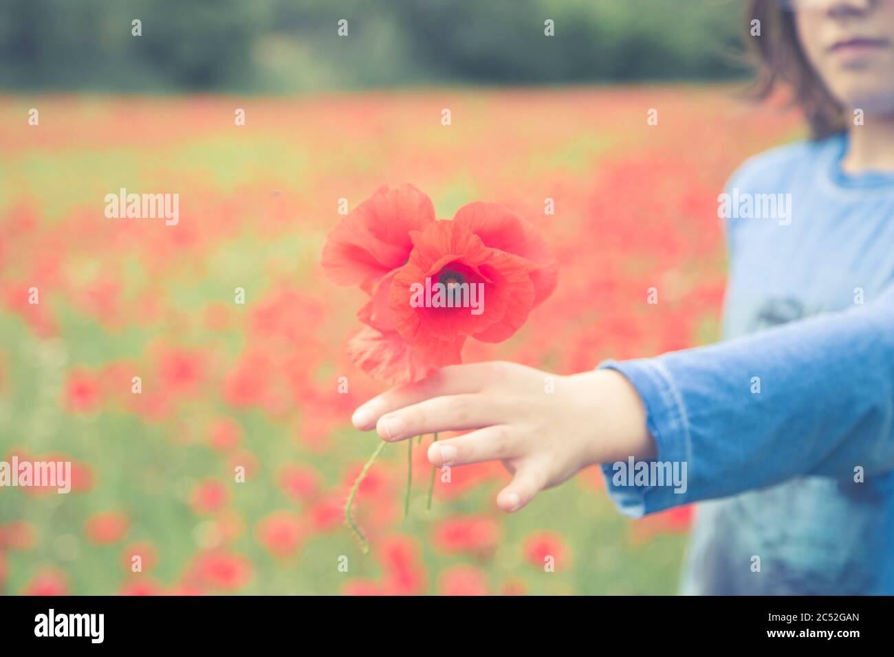 Boy standing in a poppy field holding poppies, Spain Stock Photo - Alamy