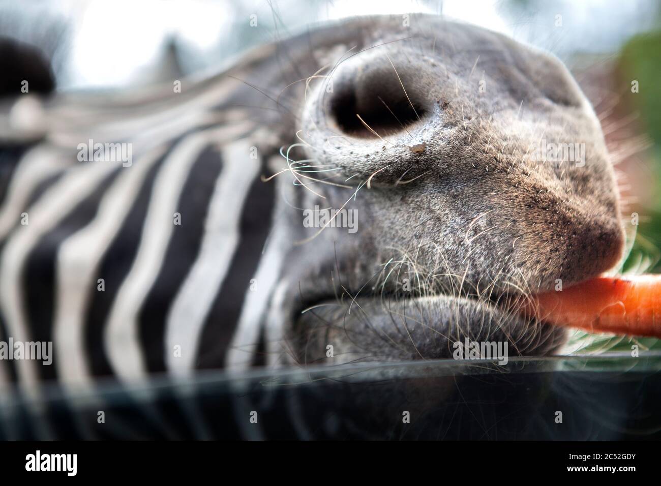 Close-up of a zebra eating a carrot, Indonesia Stock Photo